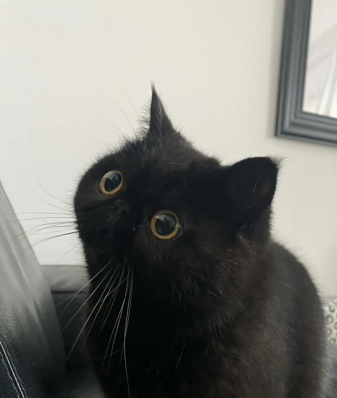 超萌黑扁脸猫