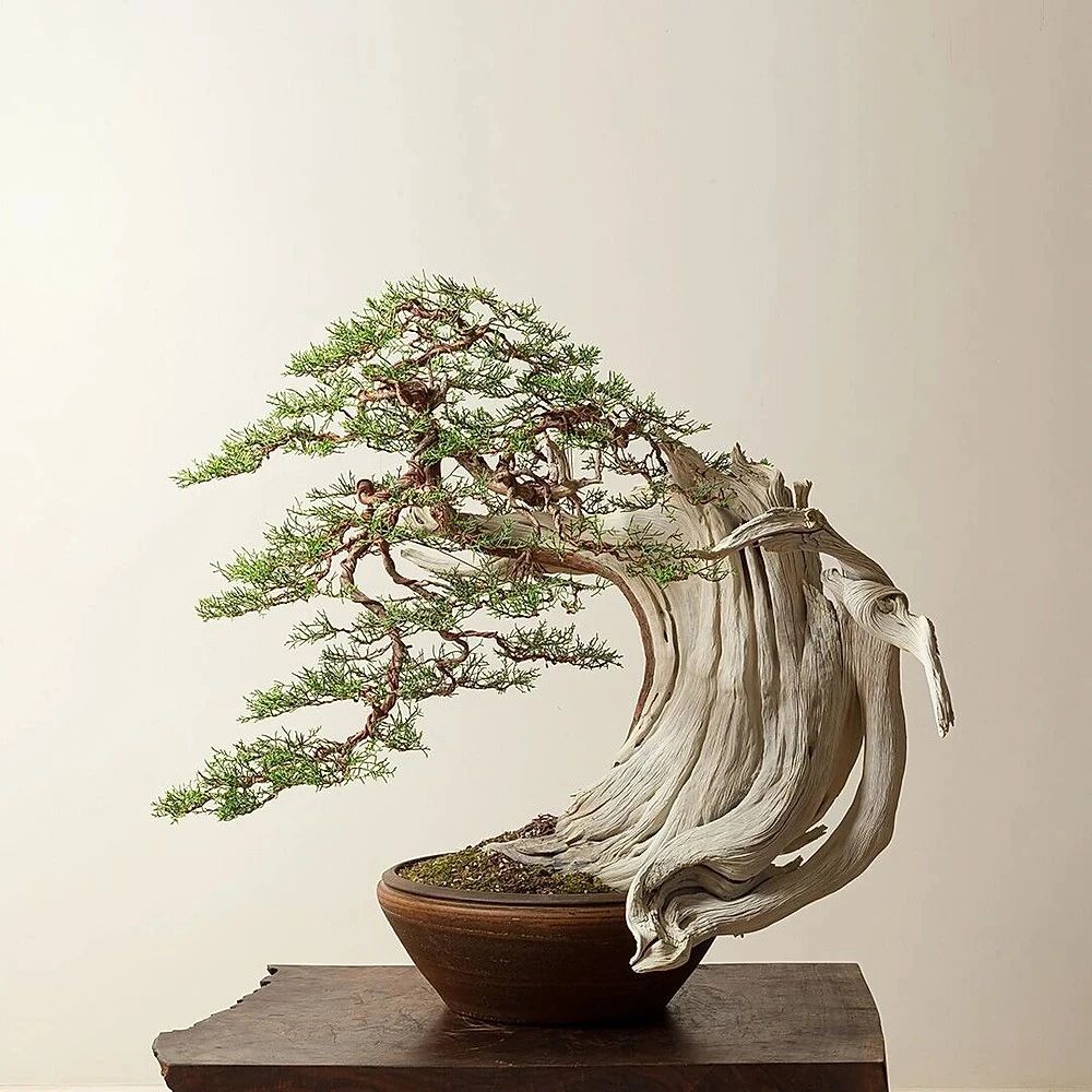 崖柏,美在哪里 真正的崖柏生长在海拔700米之上的峭壁,采摘困难,且是