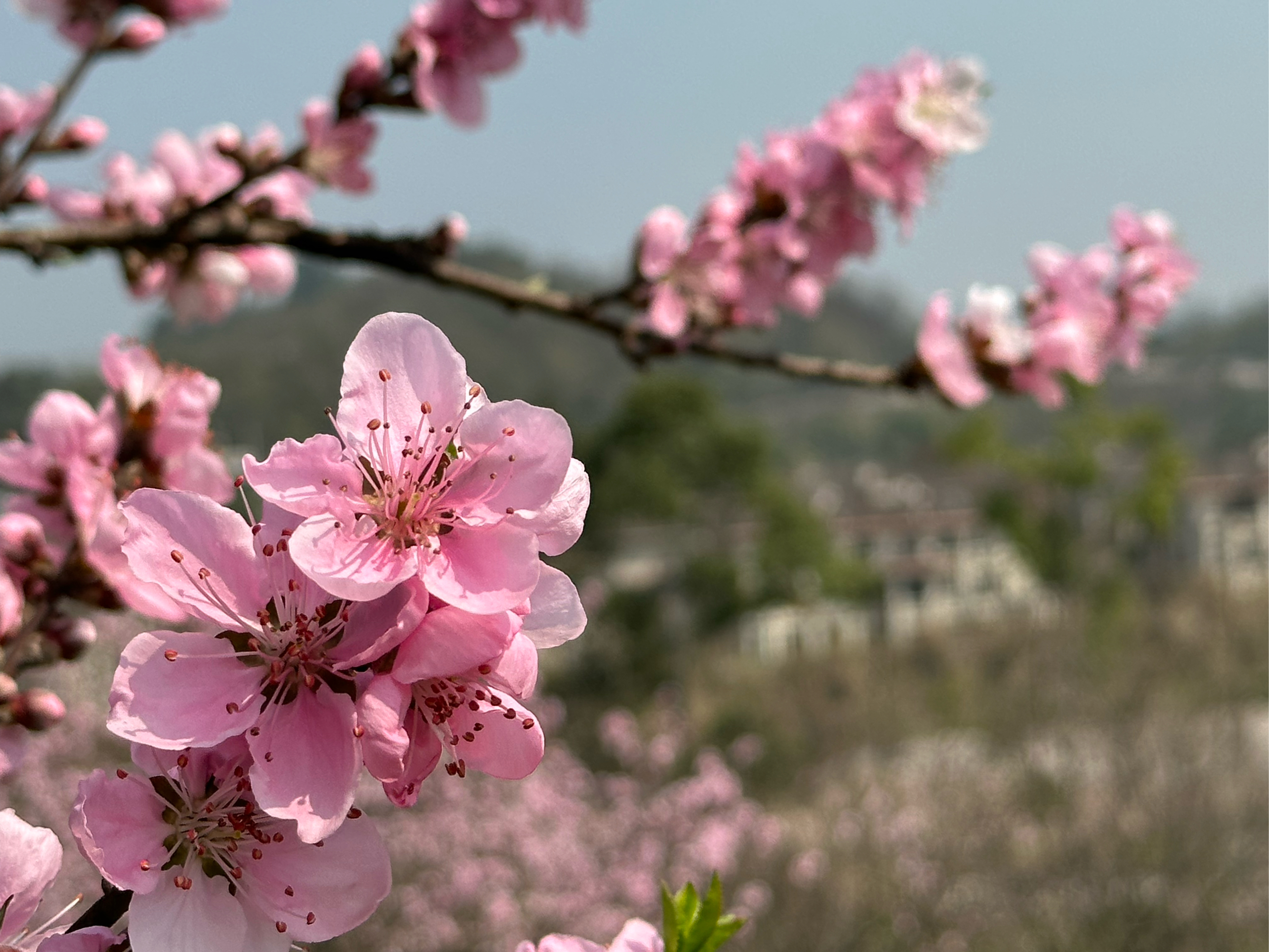 走马镇看桃花图片