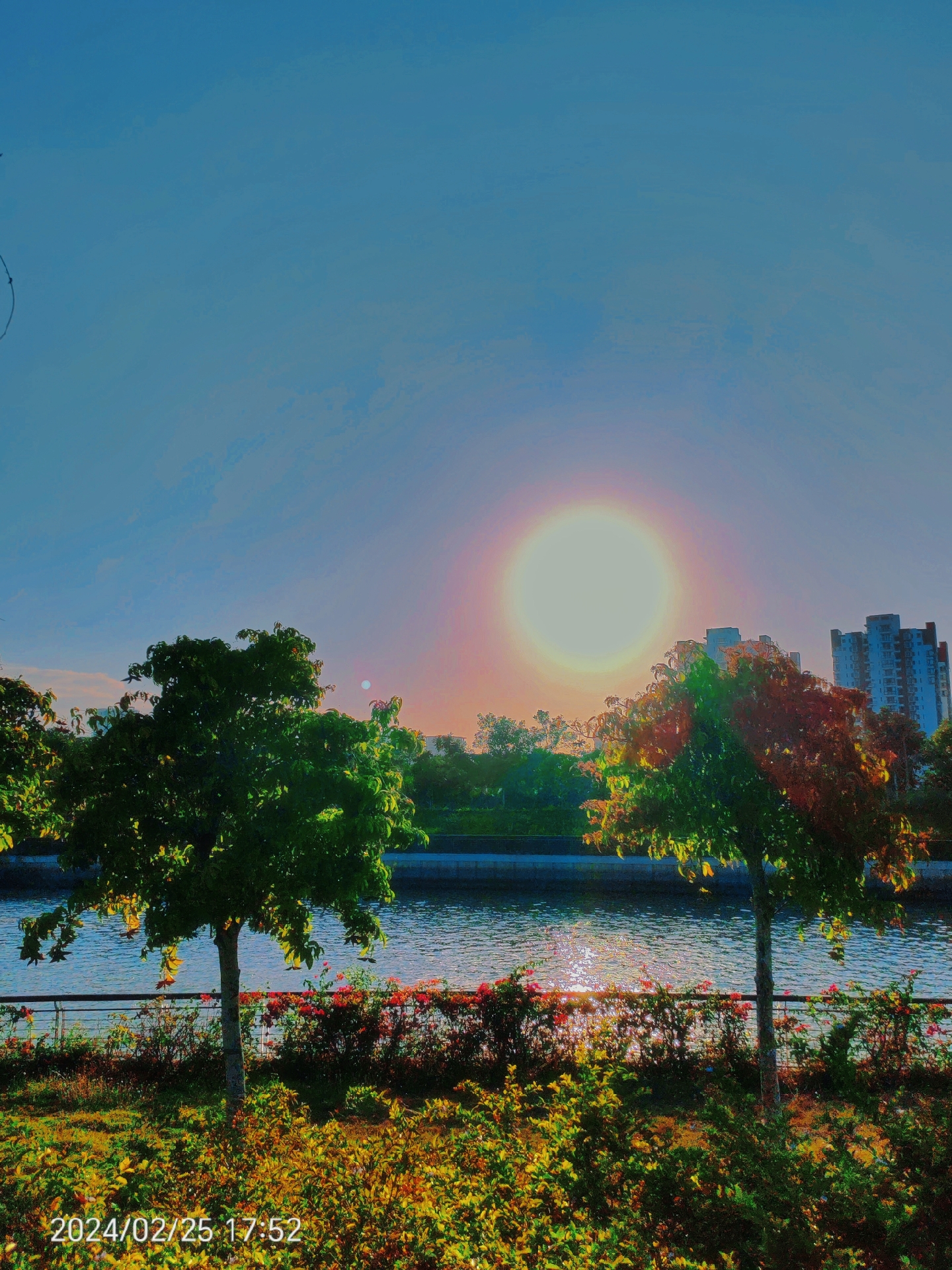 太阳初升,湖面波光粼粼,两棵树静静地守护着这片宁静.