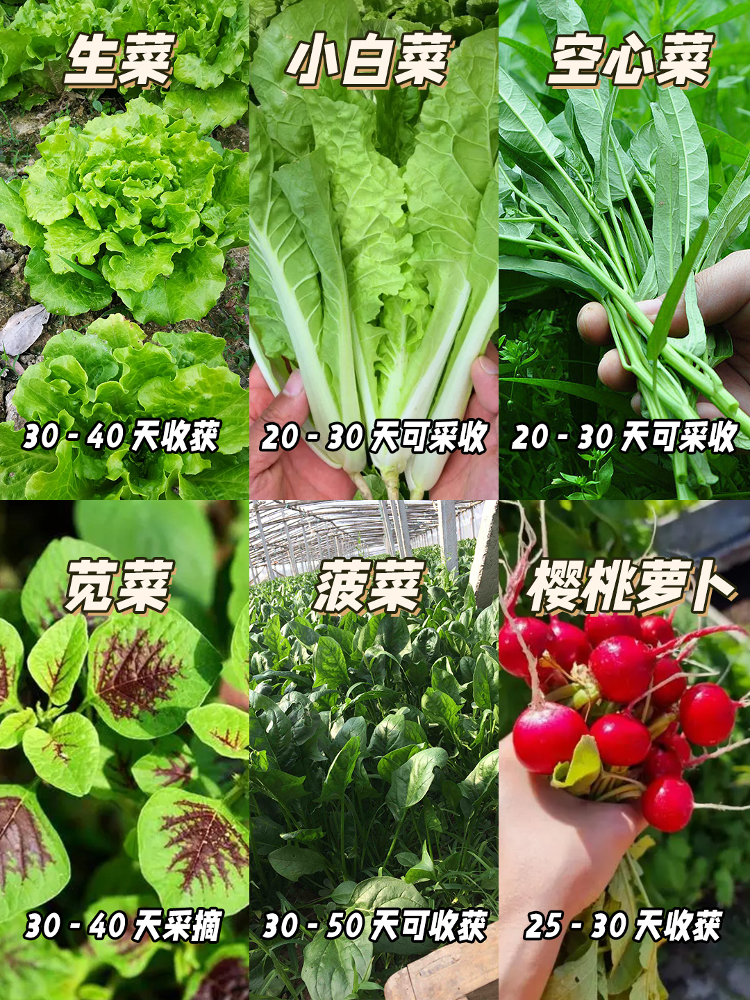 日式芝麻菠菜图片