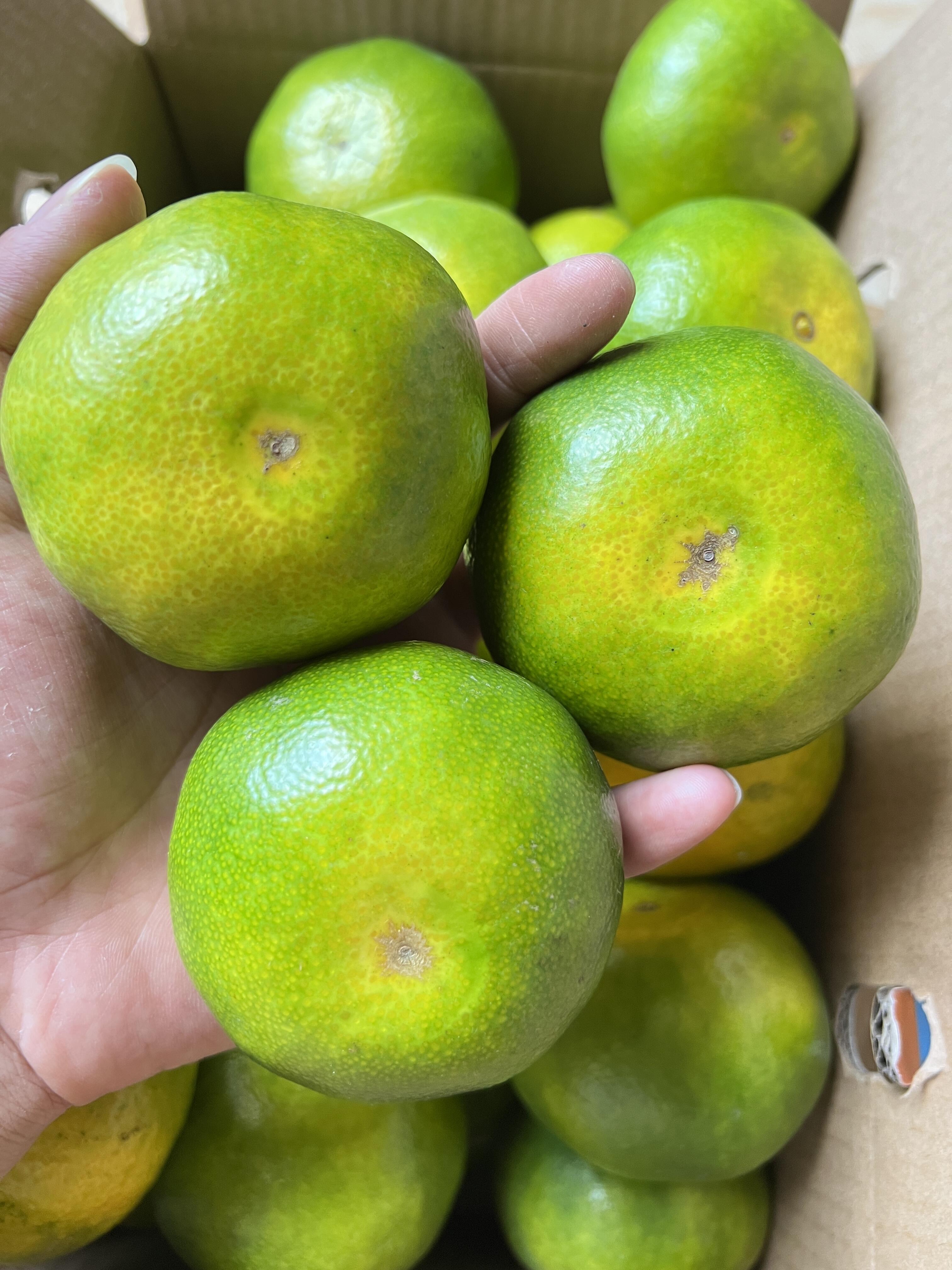 这种青橘子,还有人喜欢吃吗?