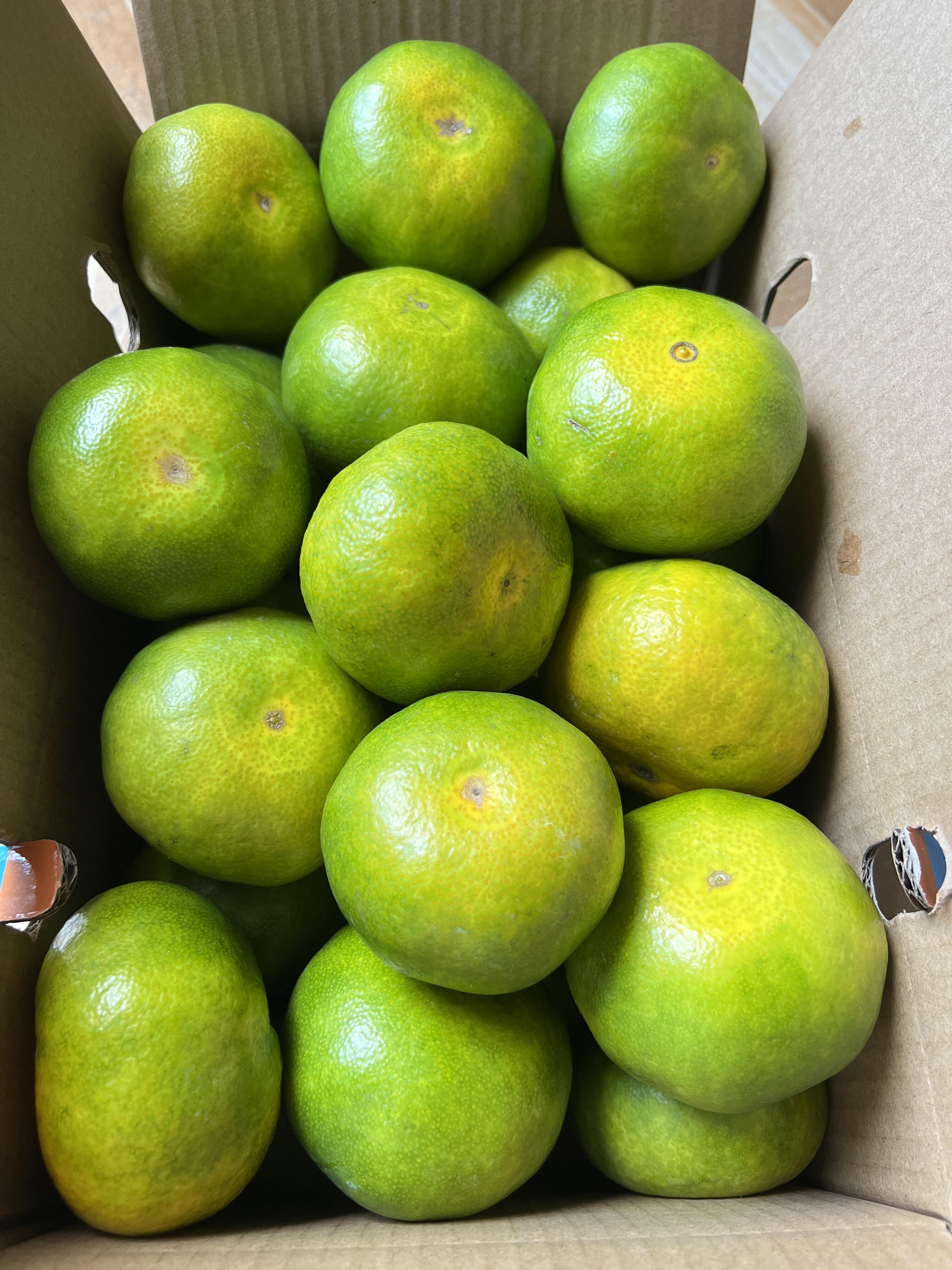 这种青橘子,还有人喜欢吃吗?