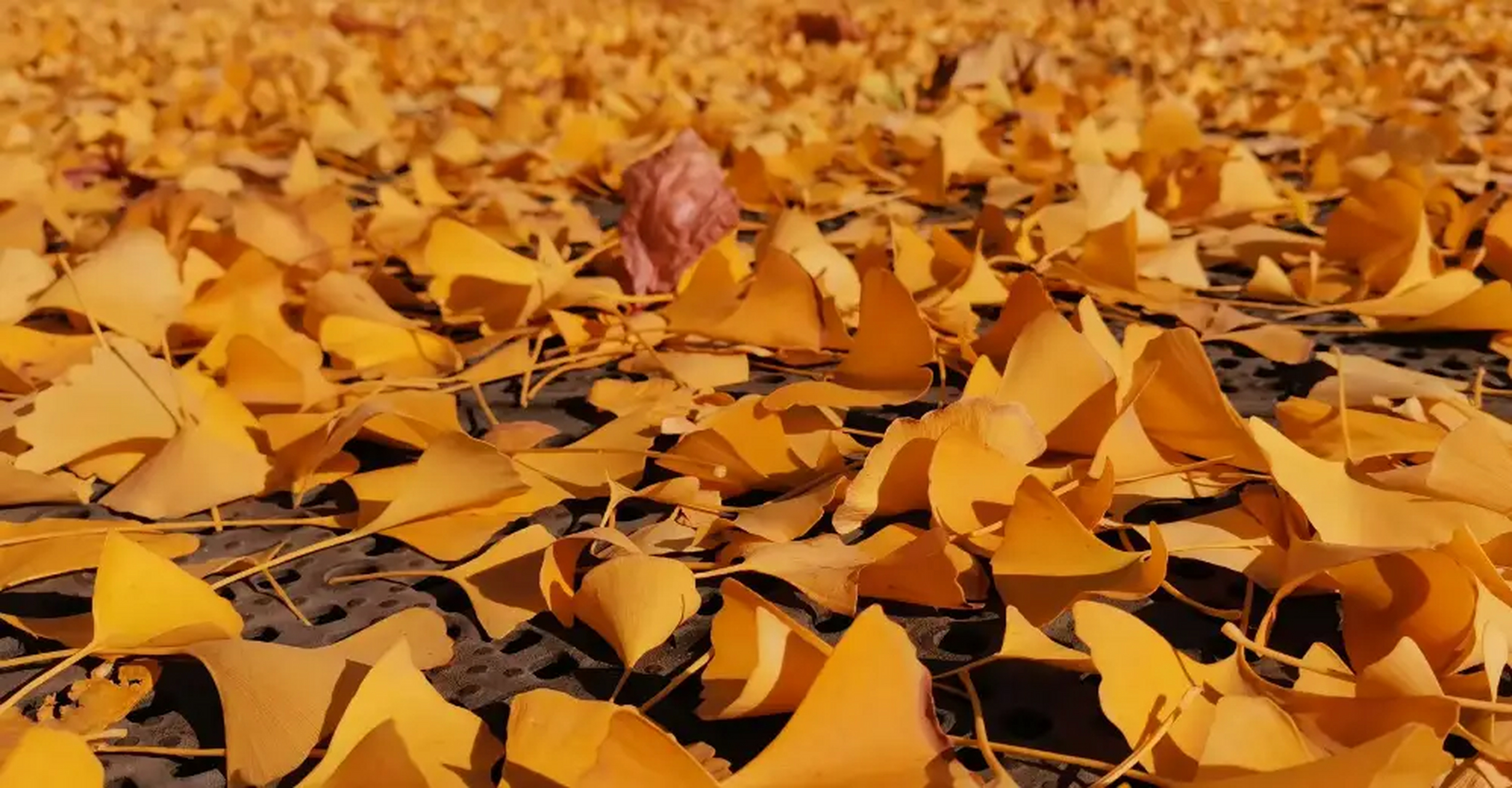 银杏落叶景观带来的纠纷  小区中间步行区银杏叶落,满地金黄,非常漂亮