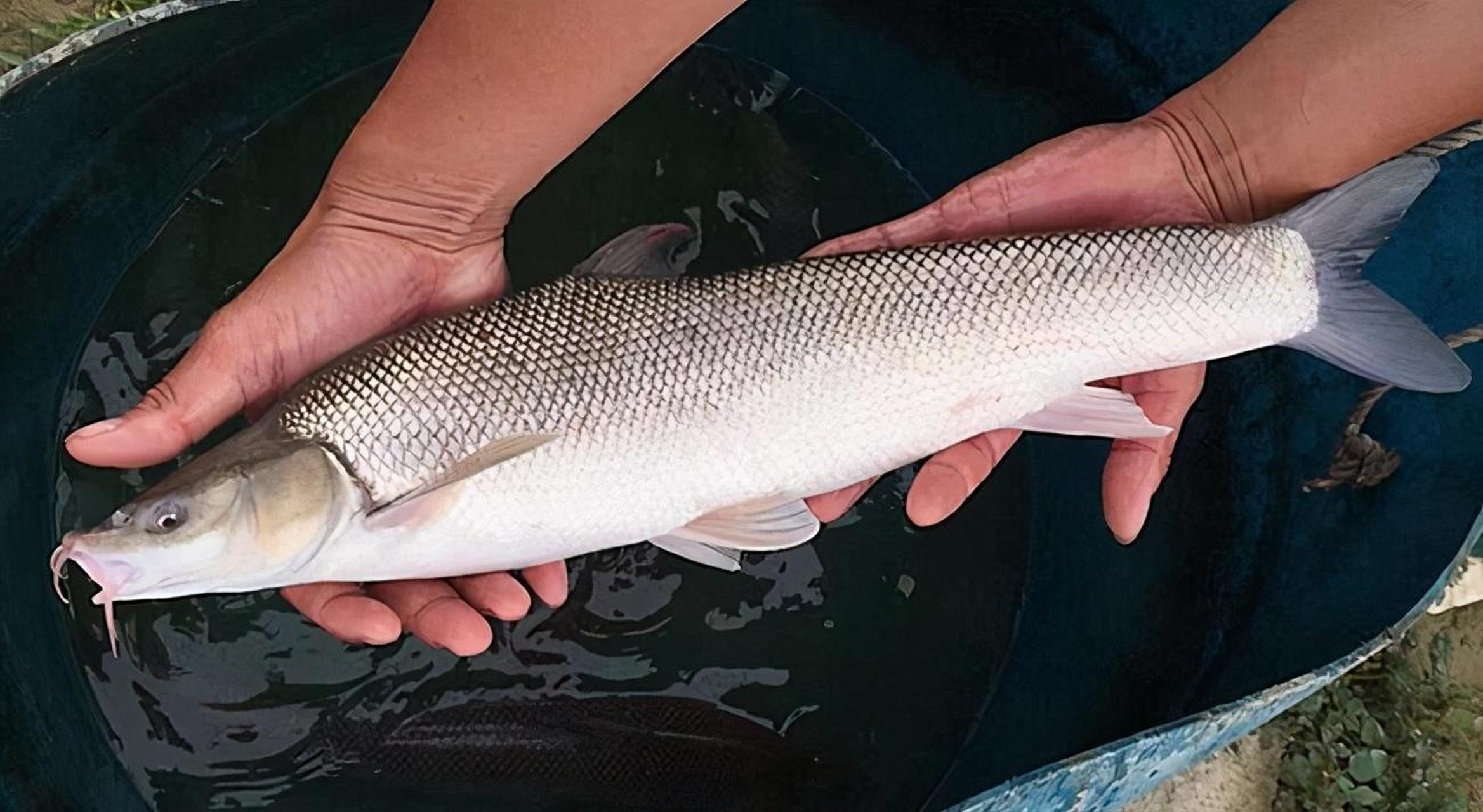 大鳞鲃,又称淡水银鳕鱼,有俗称团头魮,锥首魮.鲃亚科,亮鲃属.
