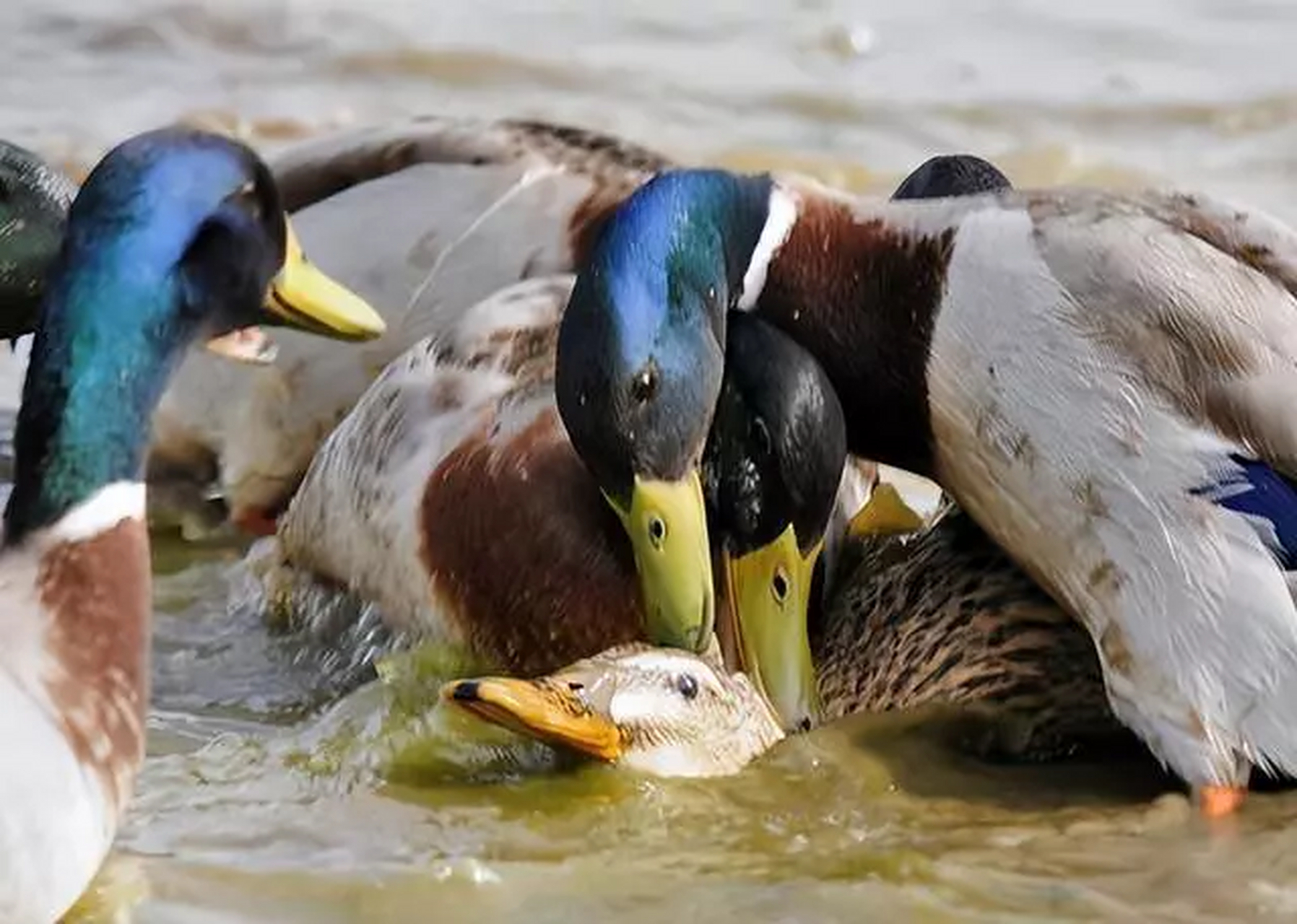 湖边,一群可爱的鸭子悠闲地游弋嬉戏,它们圆滚滚的身躯和湿漉漉的羽毛
