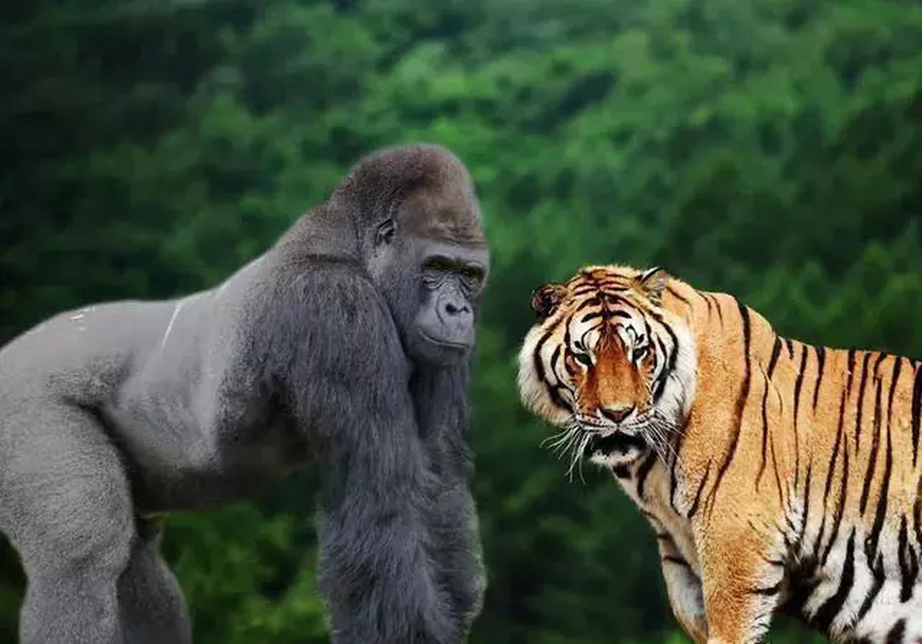 一只饿疯了的花豹对2只熟睡的银背大猩猩发动了突袭,先是咬断了雄性银