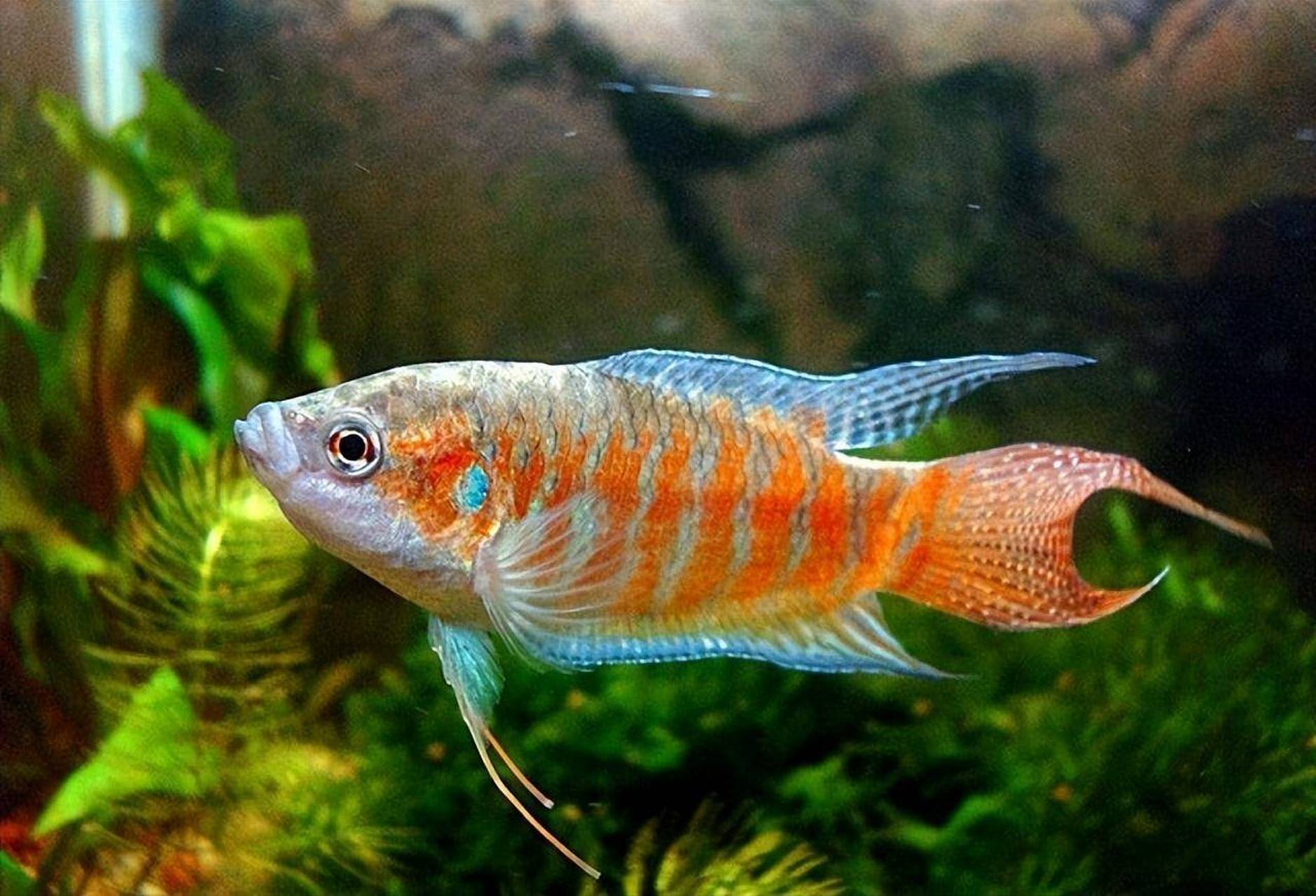 农村"菩萨鱼"曾经泛滥成灾,用来喂鸭子,为何现在却越来越少?