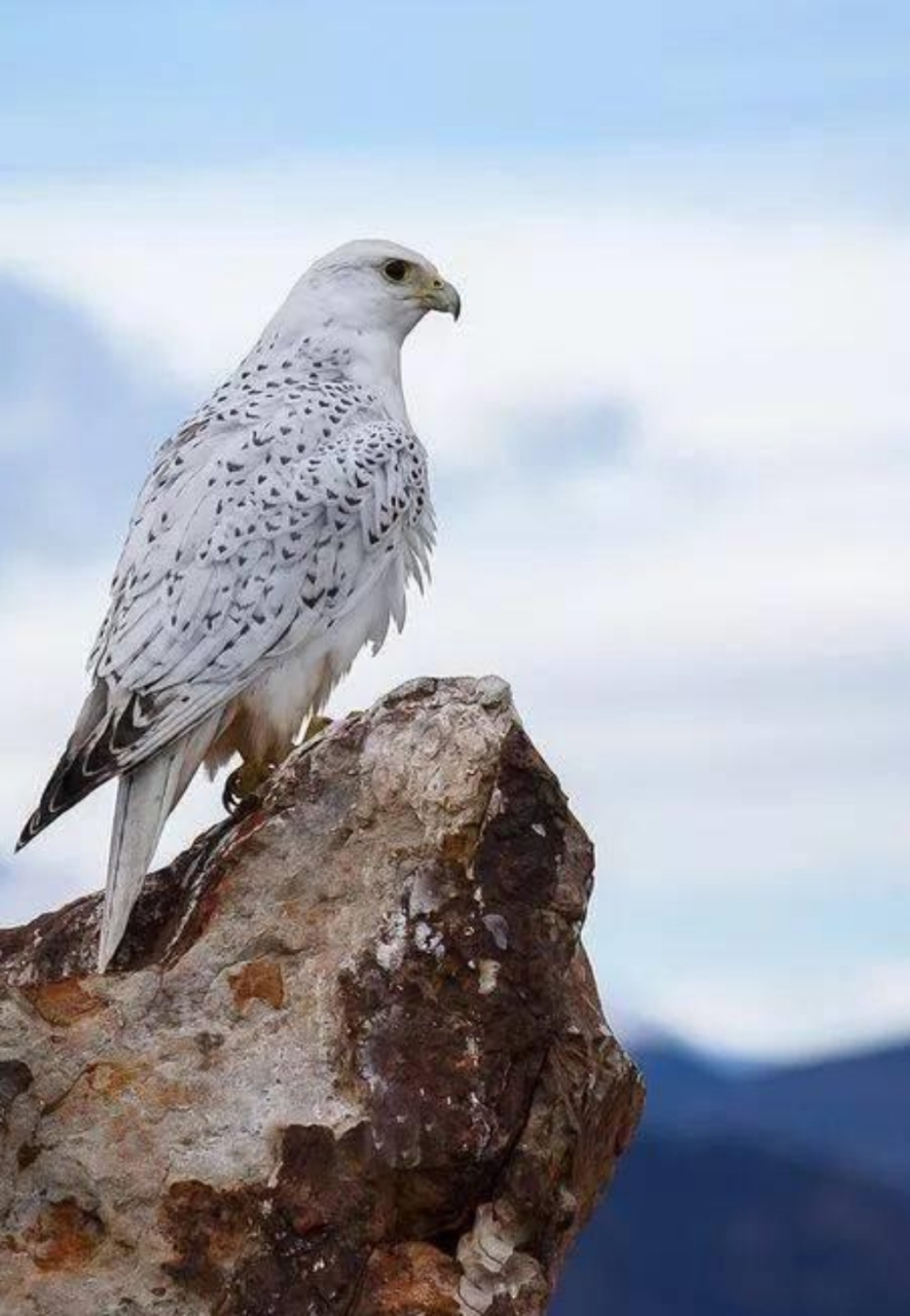 "万鹰之神"海东青,上抓天鹅下捕野狼,在古代抓到可以赦免罪行.