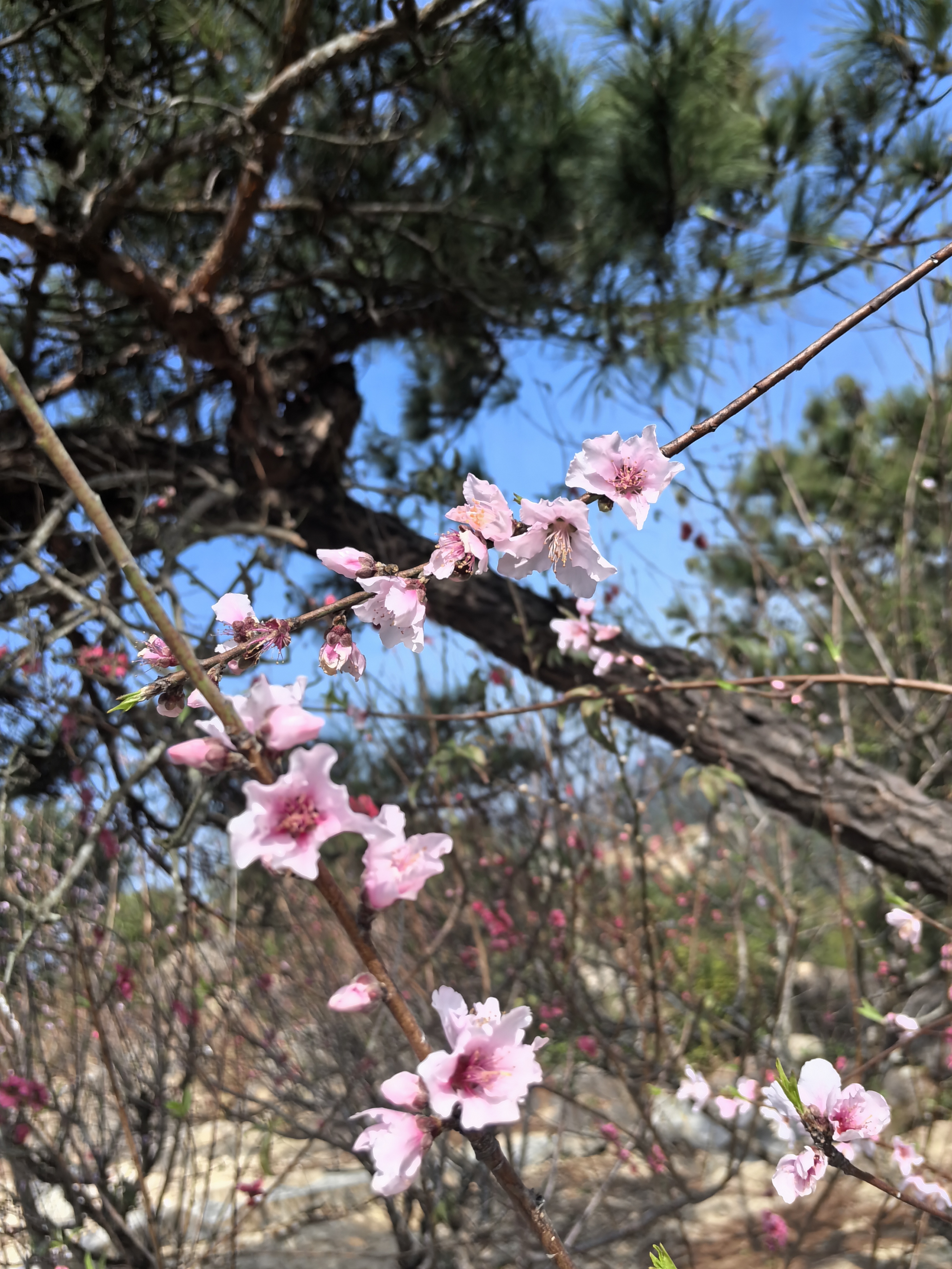 广东汕头巨峰寺山上的桃花开了……桃之夭夭,烁烁其华.