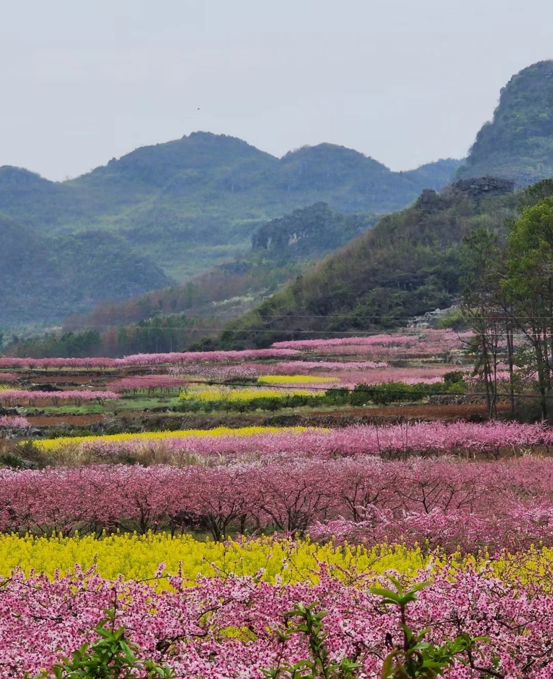 满山遍野的桃花和油菜花,也是绝配