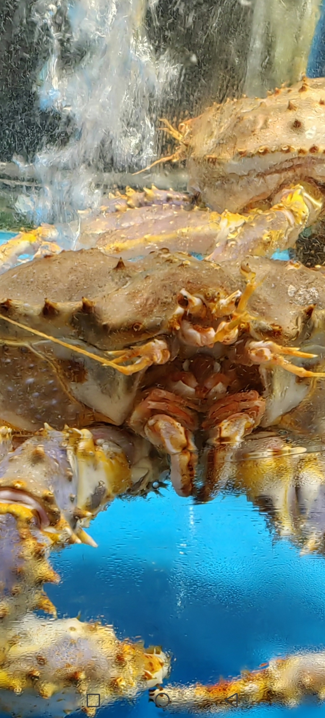 这只帝王蟹太酷了吧!橙色与白色条纹交织,宛如海底的斑斓画卷.