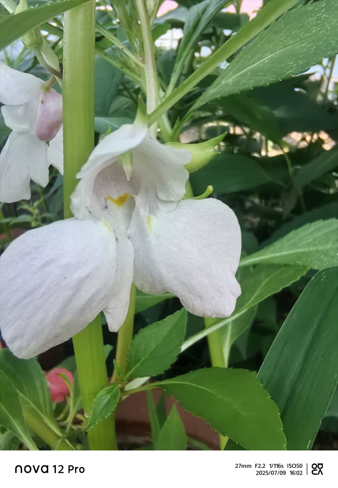 每当夏季来临,凤仙花便如约绽放,为人们带来一片绚烂的花海