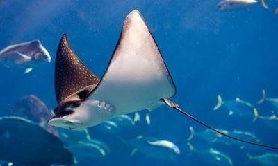 人鱼陷落兰波原型魔鬼鱼,有鳞片的地方是细长的小尾巴,被做成实验体后