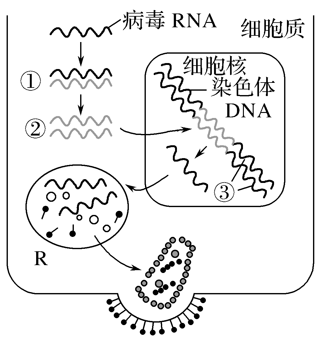 rna病毒的变异速度比dna病毒快100万倍,而且体形经常改变.