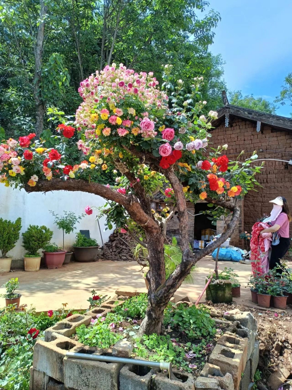 百年山木香嫁接月季  [给你小心心]山木香生长丽江原始森林,嫁接不同