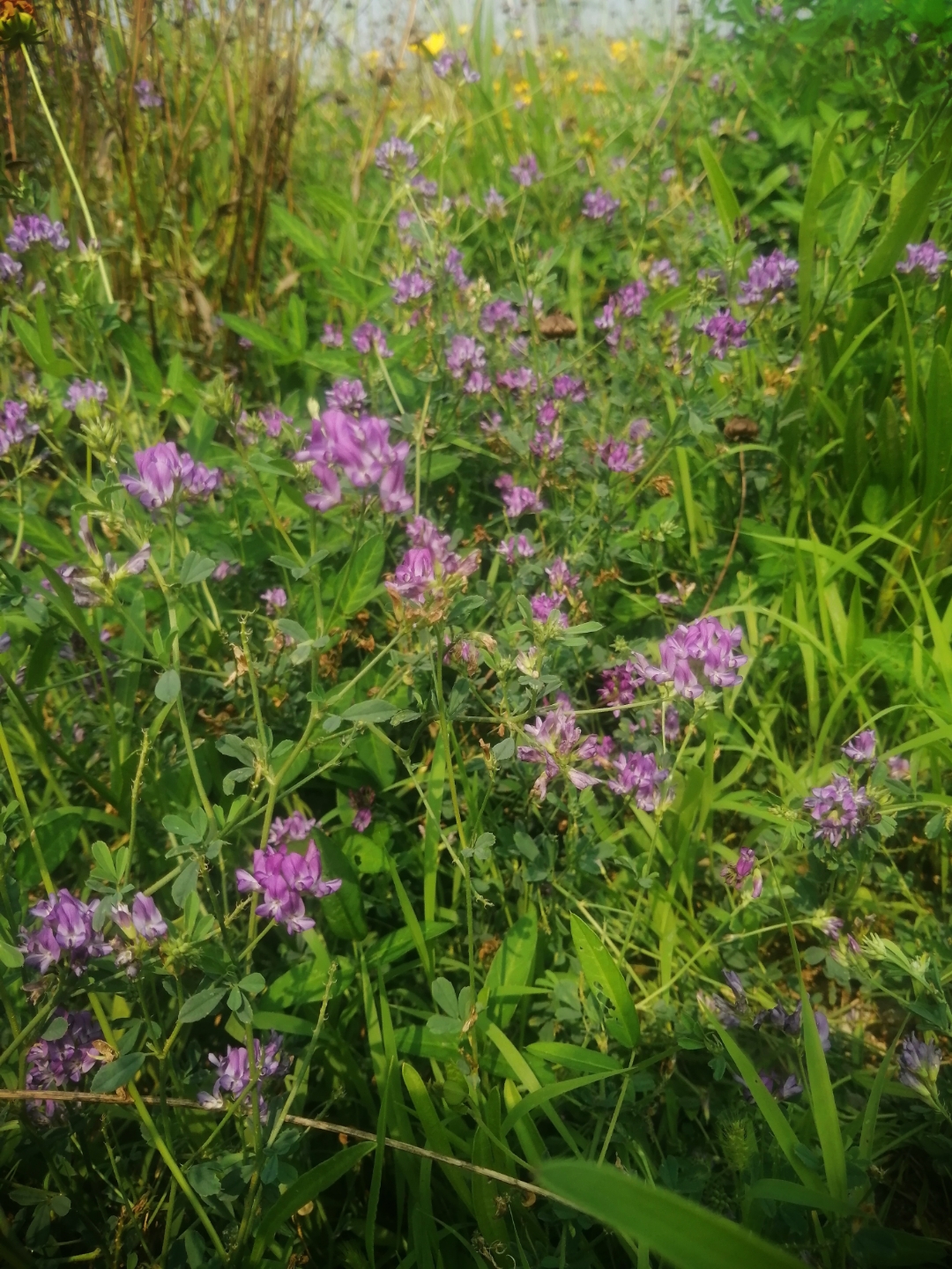 紫花苜蓿 为多年生草本植物