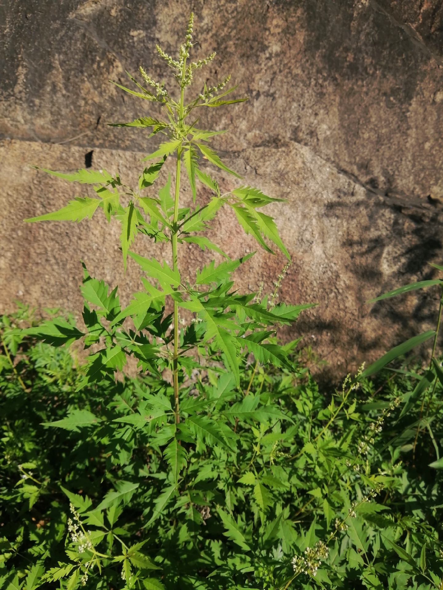 野生红荆条树图片图片