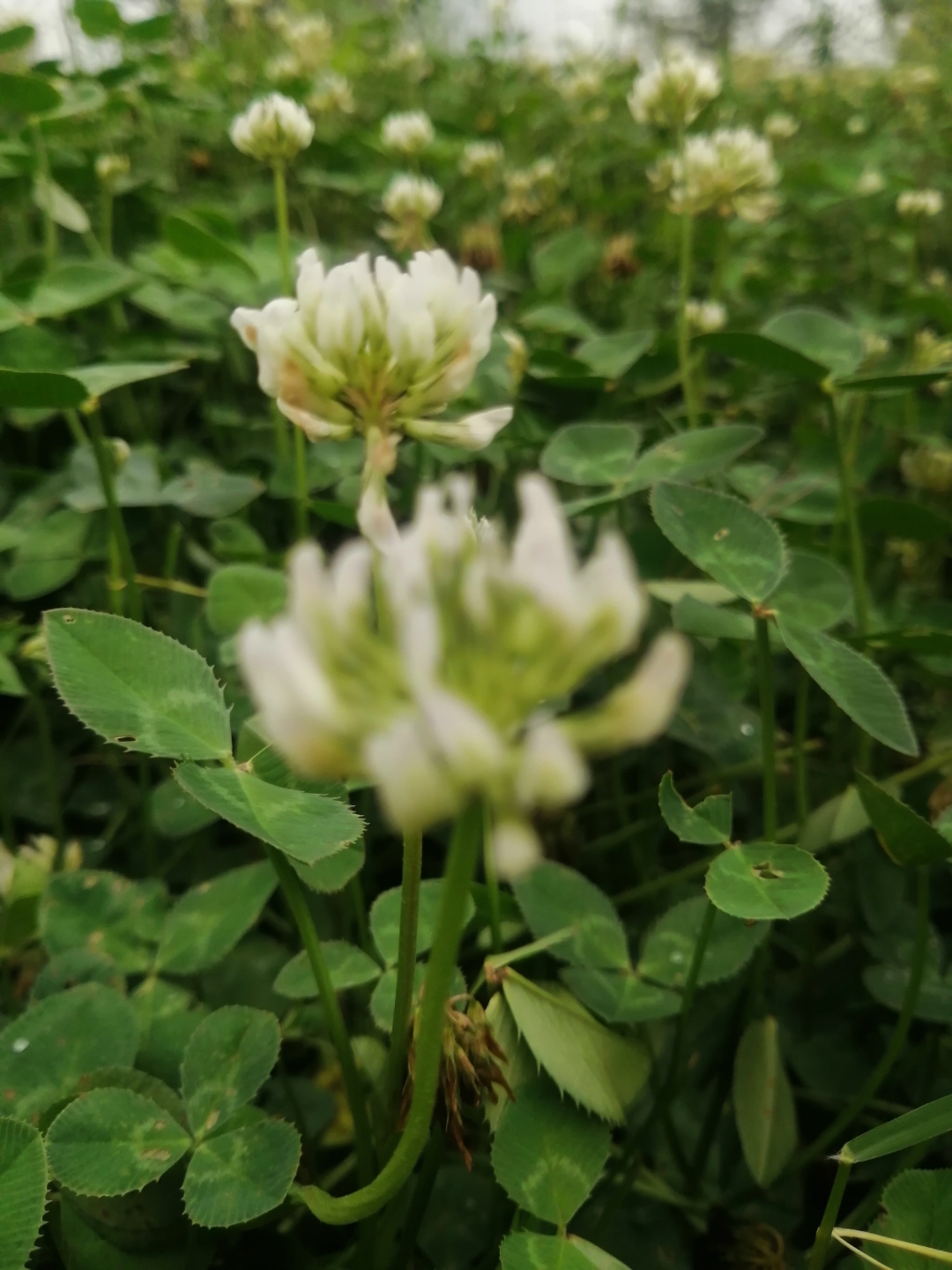 白车轴草 为多年生草本植物,白车轴草又叫白花苜蓿