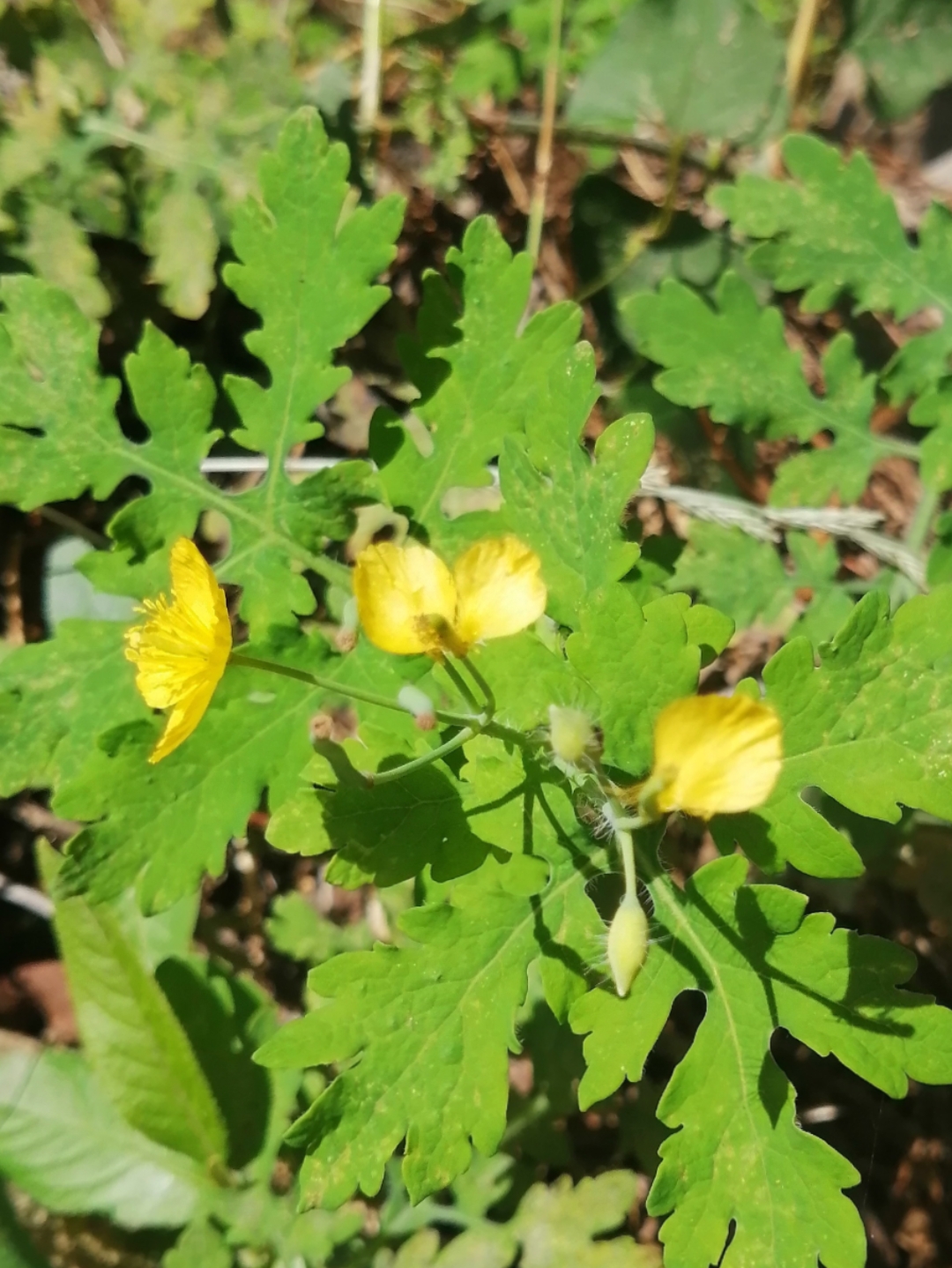 白屈菜是有毒植物,属于罂粟科,吃多了会中毒,严重的会危及生命.