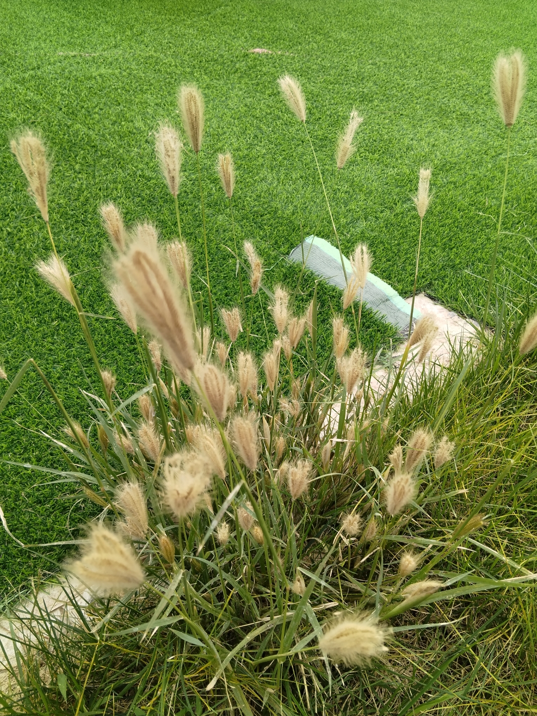 虎尾草是禾本科,虎尾草属一年生草本植物