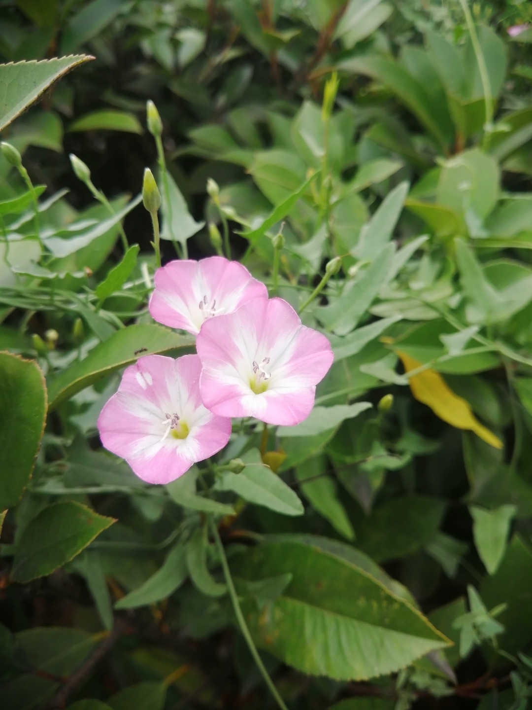 田旋花 是多年生草质滕本植物.