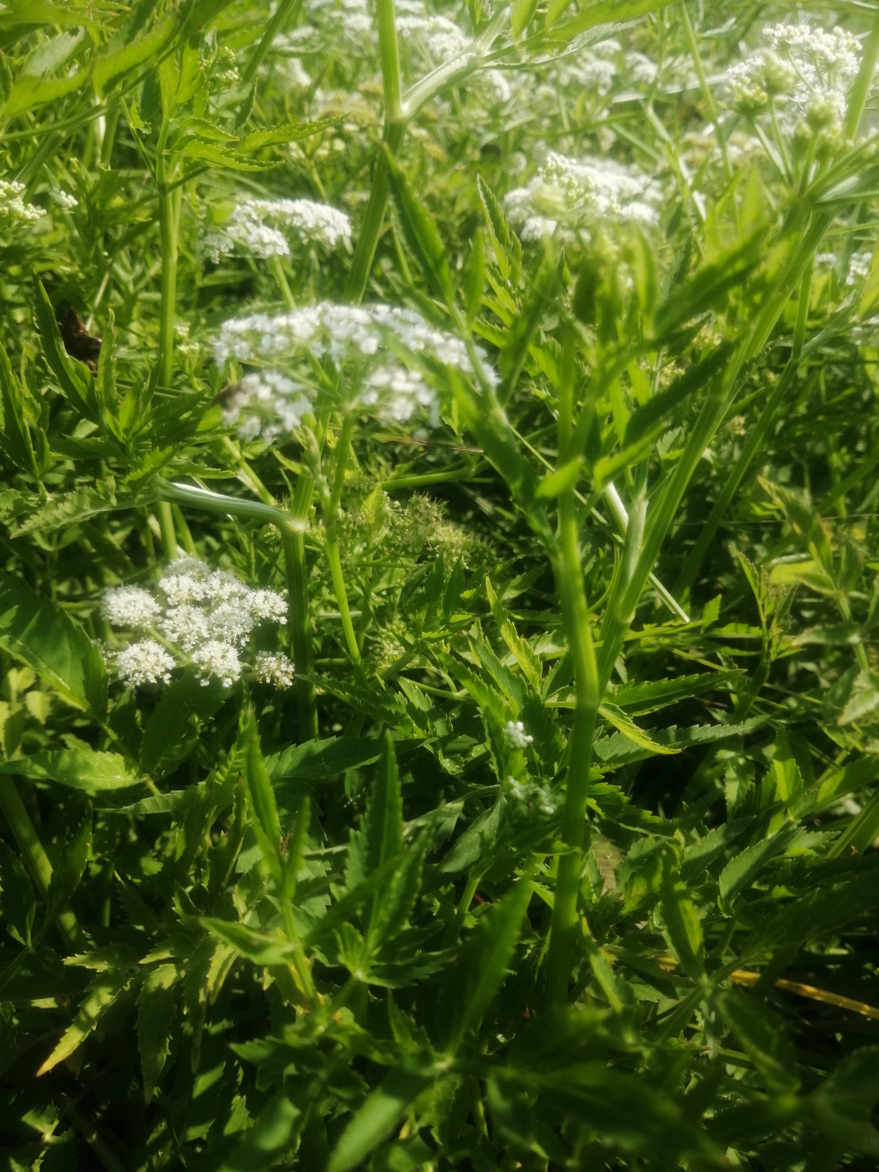 野芹菜 是一种水生植物,一般生长在河岸边,湖边以及有水的湿地处.