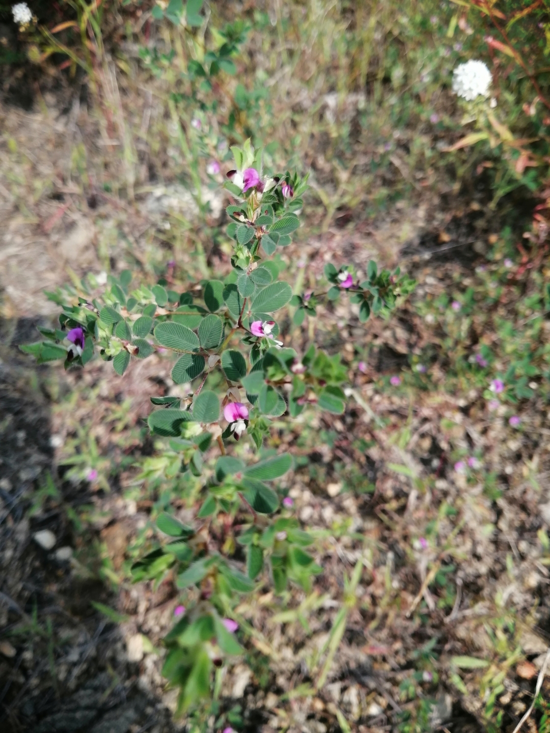 鸡眼草是豆科,鸡眼草属植物.