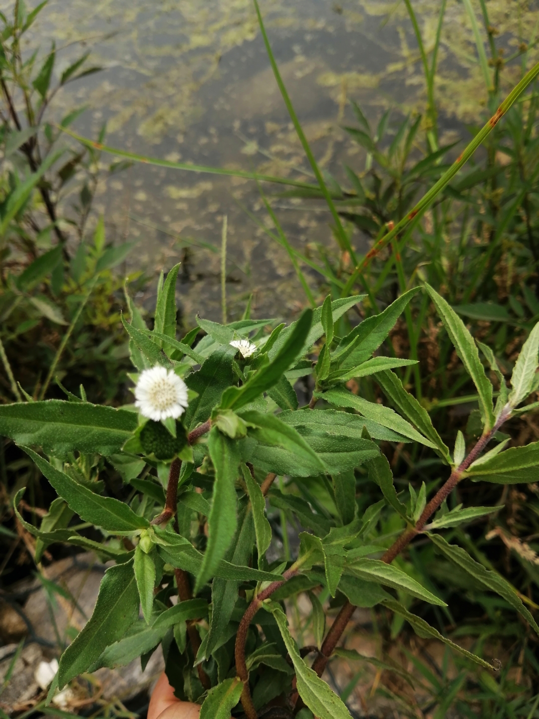 墨旱莲 为菊科鳢肠属一年生草本植物.