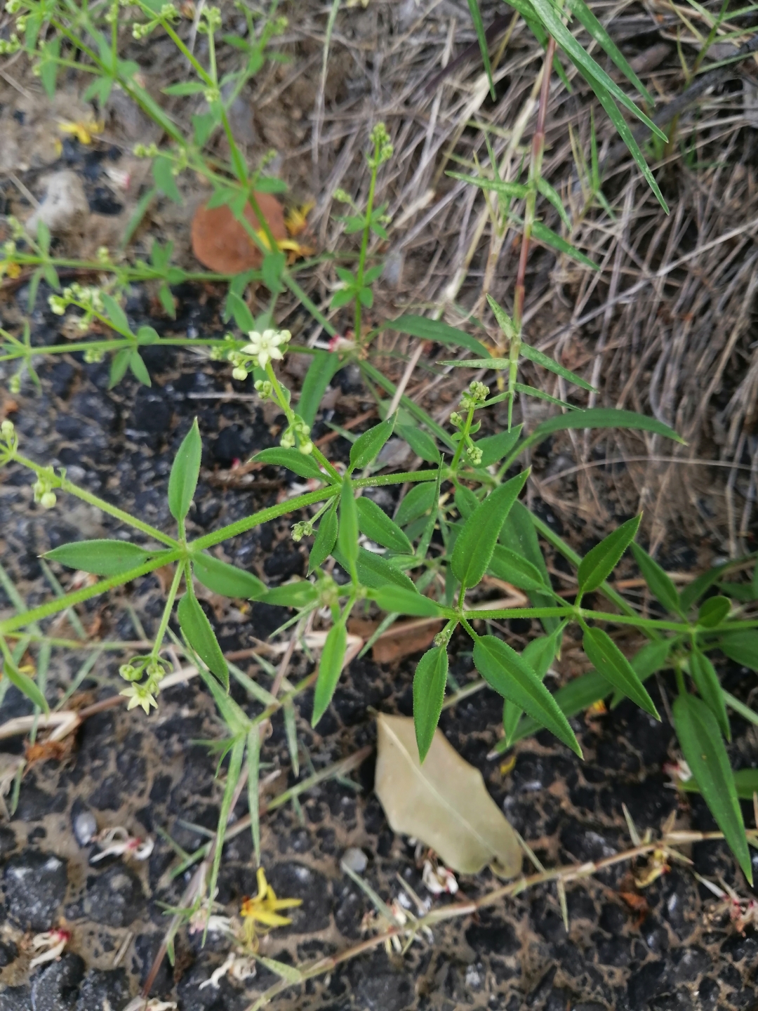 茜草生长环境图片