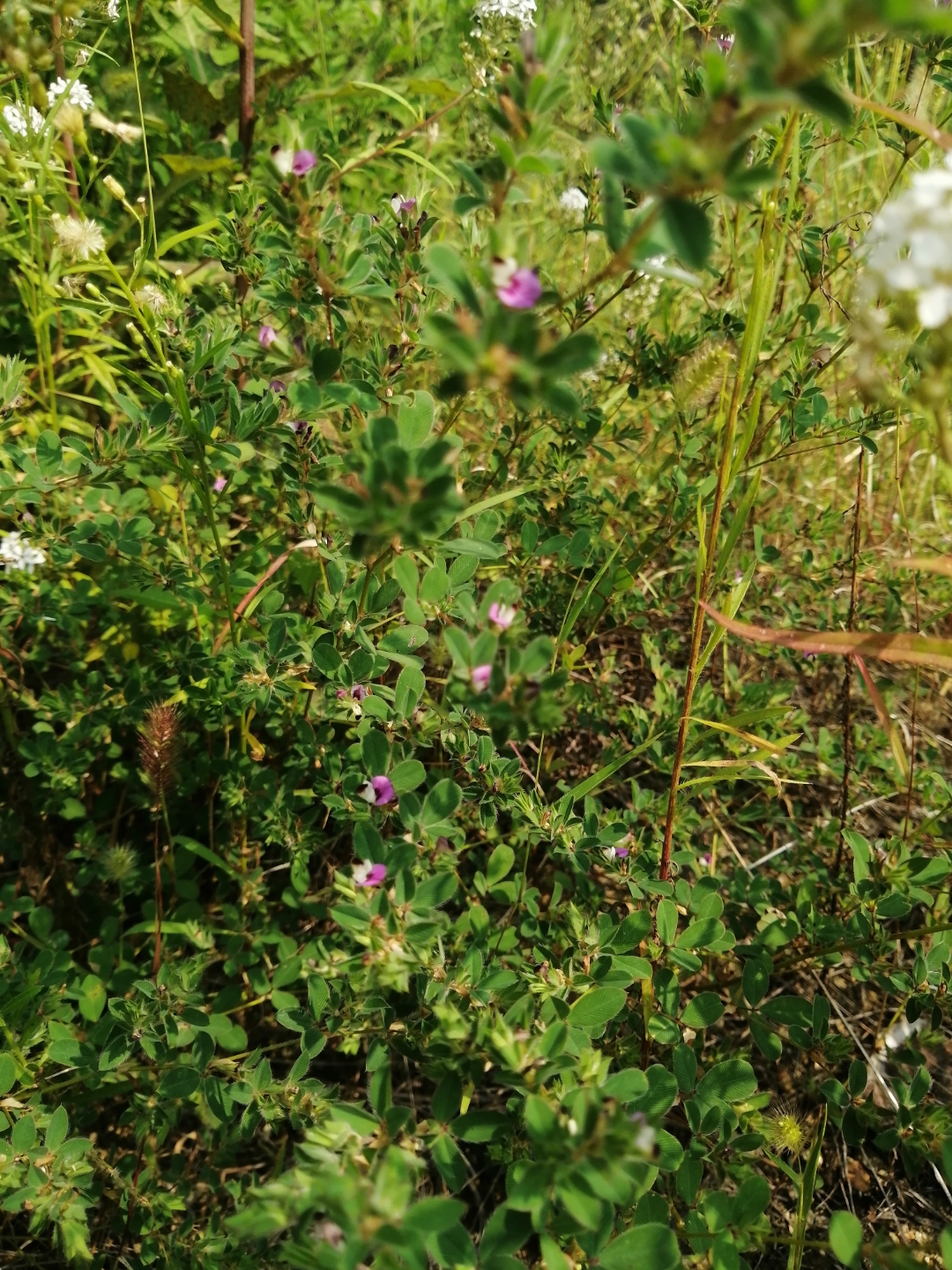 鸡眼草是豆科,鸡眼草属植物.