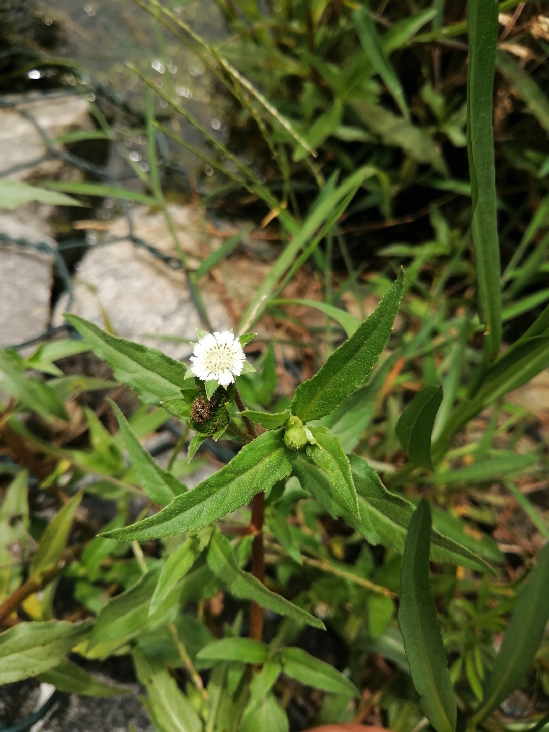 墨旱莲 为菊科鳢肠属一年生草本植物.