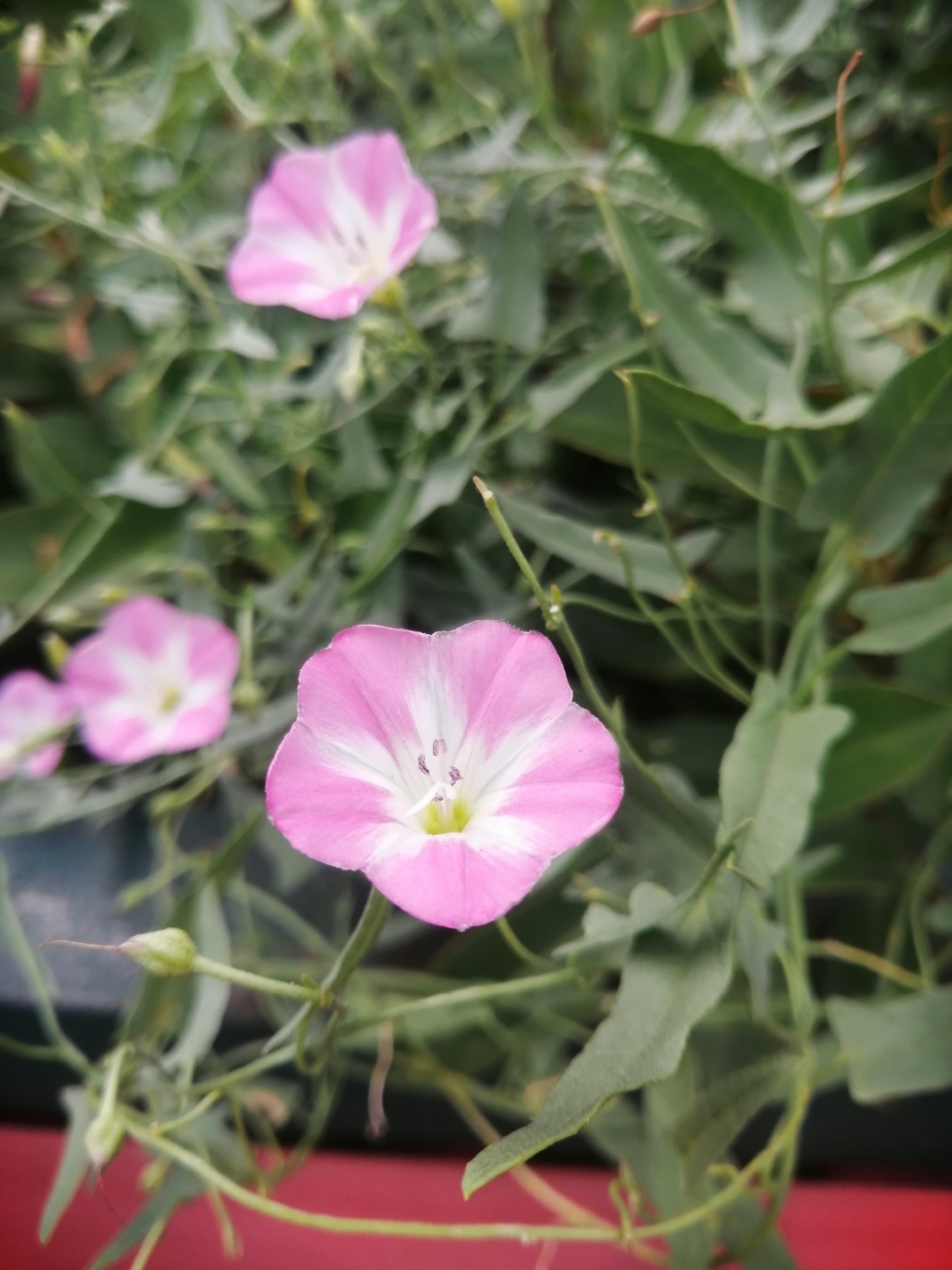 田旋花 是多年生草质滕本植物.