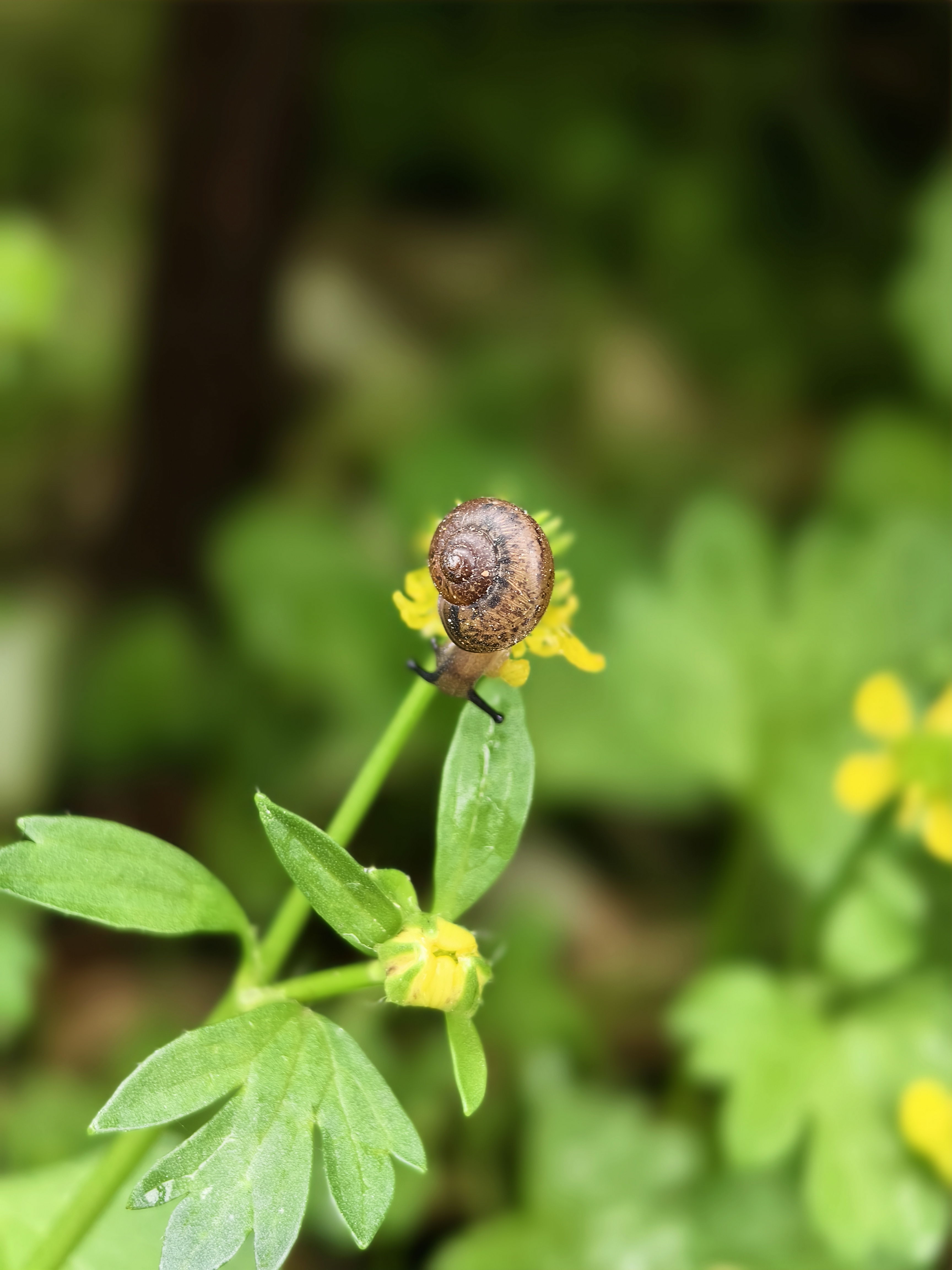 毛茛的花果期在每年的4月至6月,喜欢生长在水边湿地,花黄色,果实集合