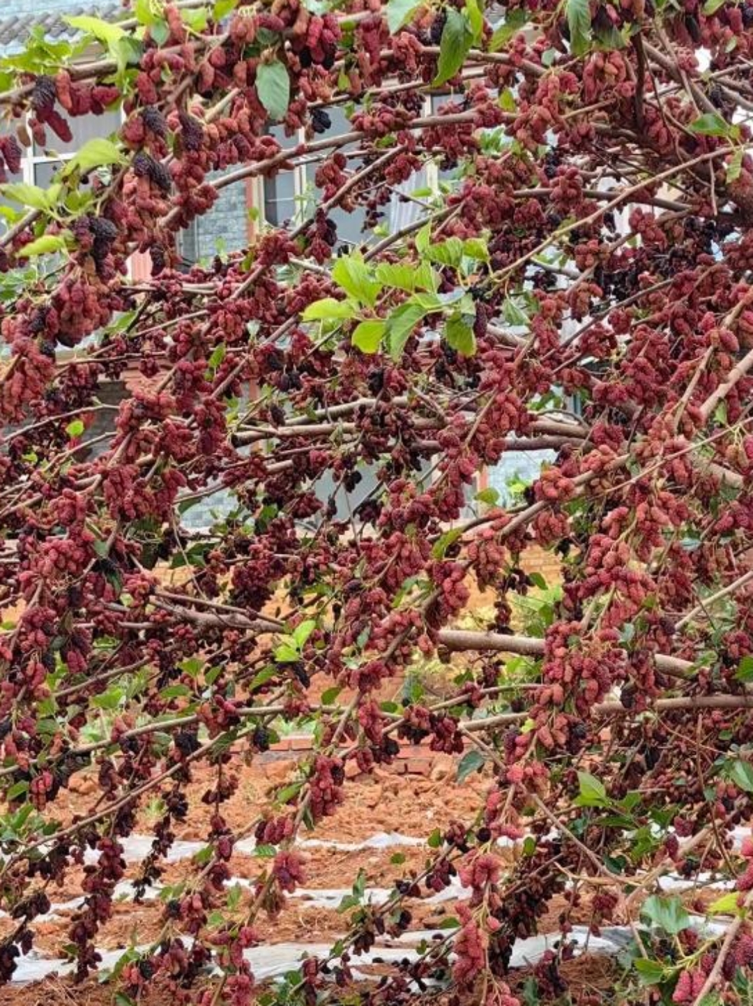 我家小河边有一棵野桑年年也结果累累,成熟时摘下墨墨黑还布满白色或