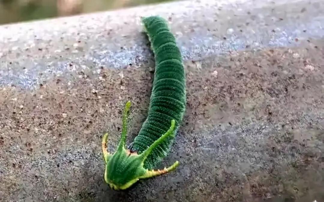 橘子树上的青虫就是这样的