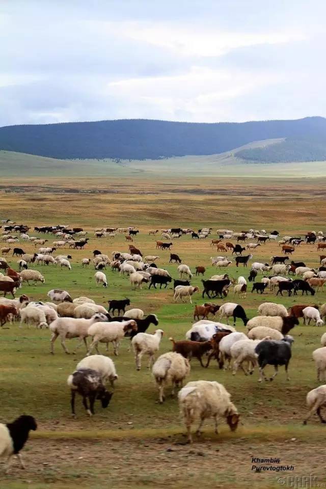 草原上的羊群,是大自然的诗篇.