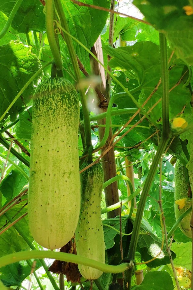 黄瓜形状修长,浅绿色中点缀着深绿色的斑点,仿佛是夏日的清风轻轻吻