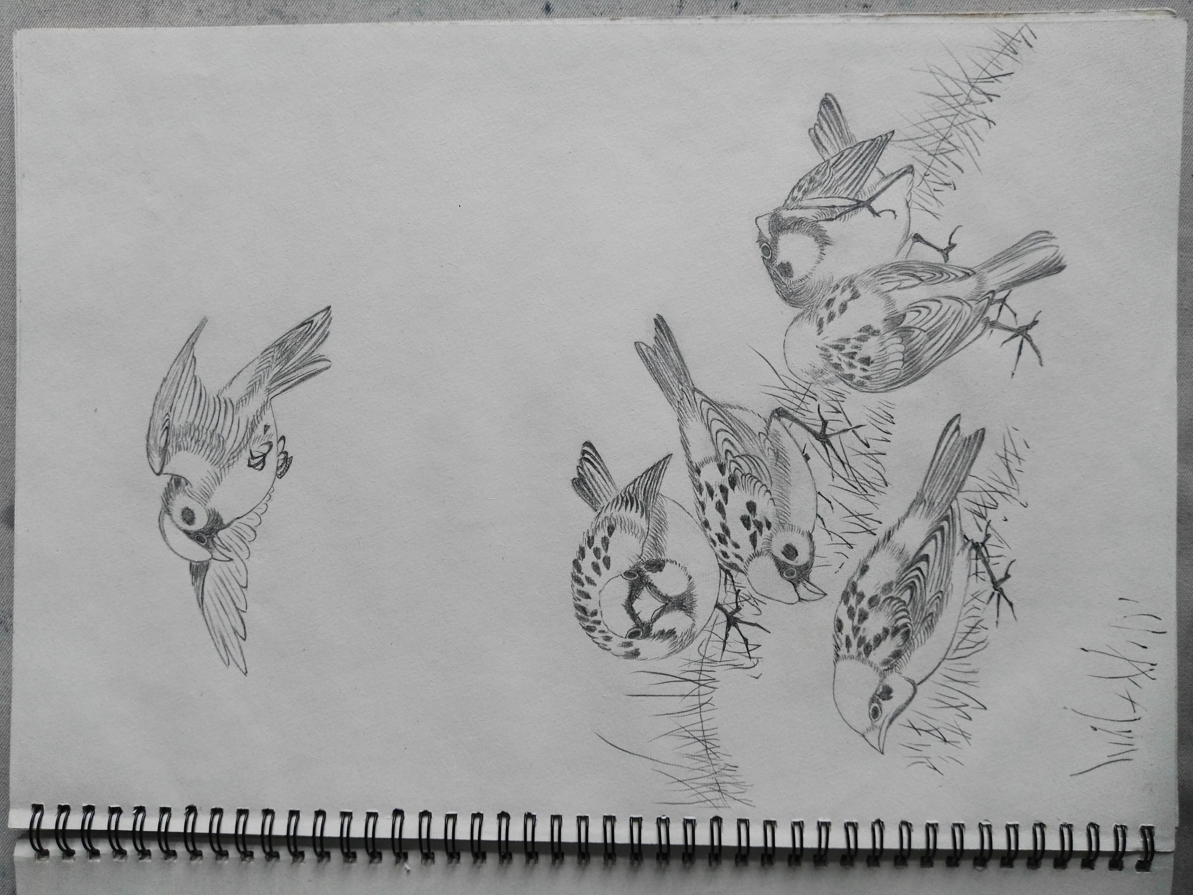 个人习作:花鸟(铅笔稿)