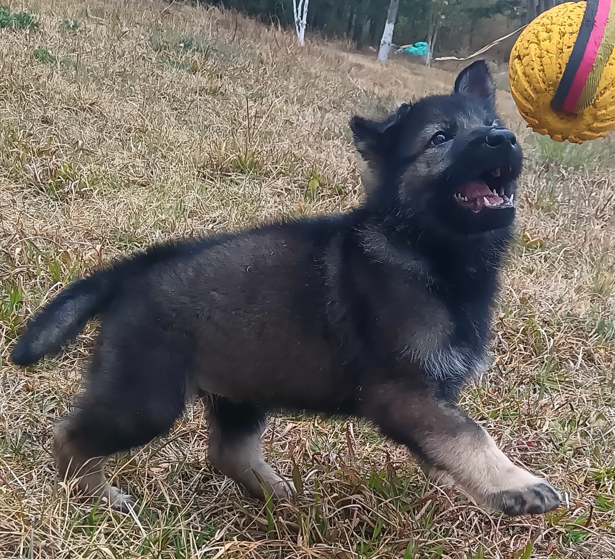 这样的小犬,它不可爱吗!