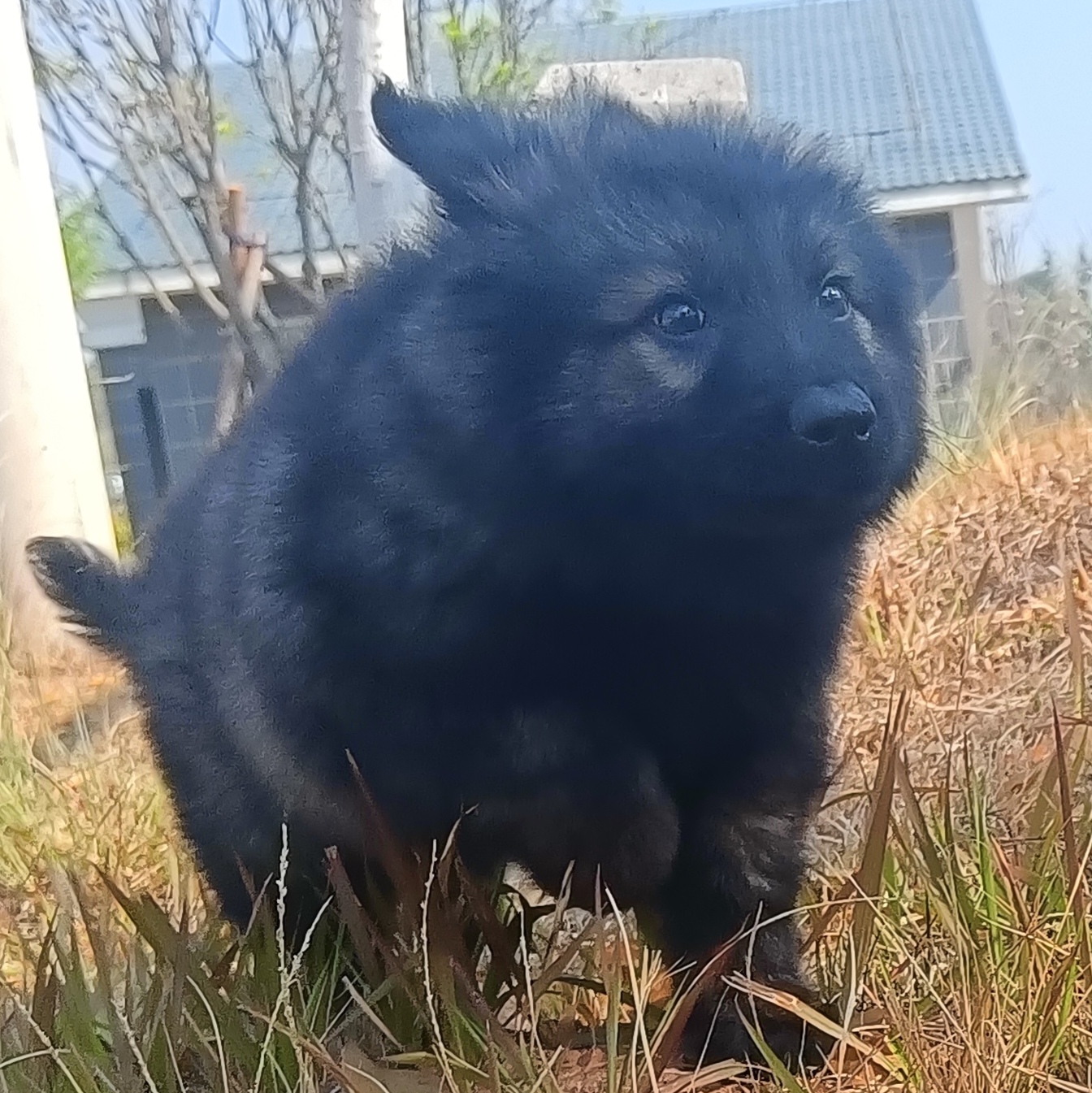 晒晒太阳,上几张完美的图片可爱的幼犬