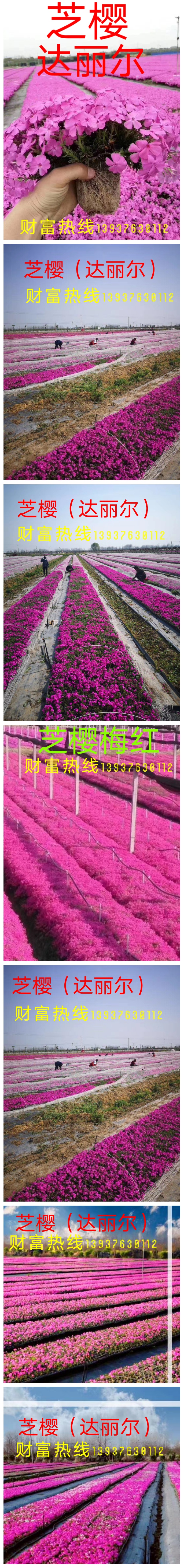 芝樱从生福禄考针叶天篮绣球,都是一个品种