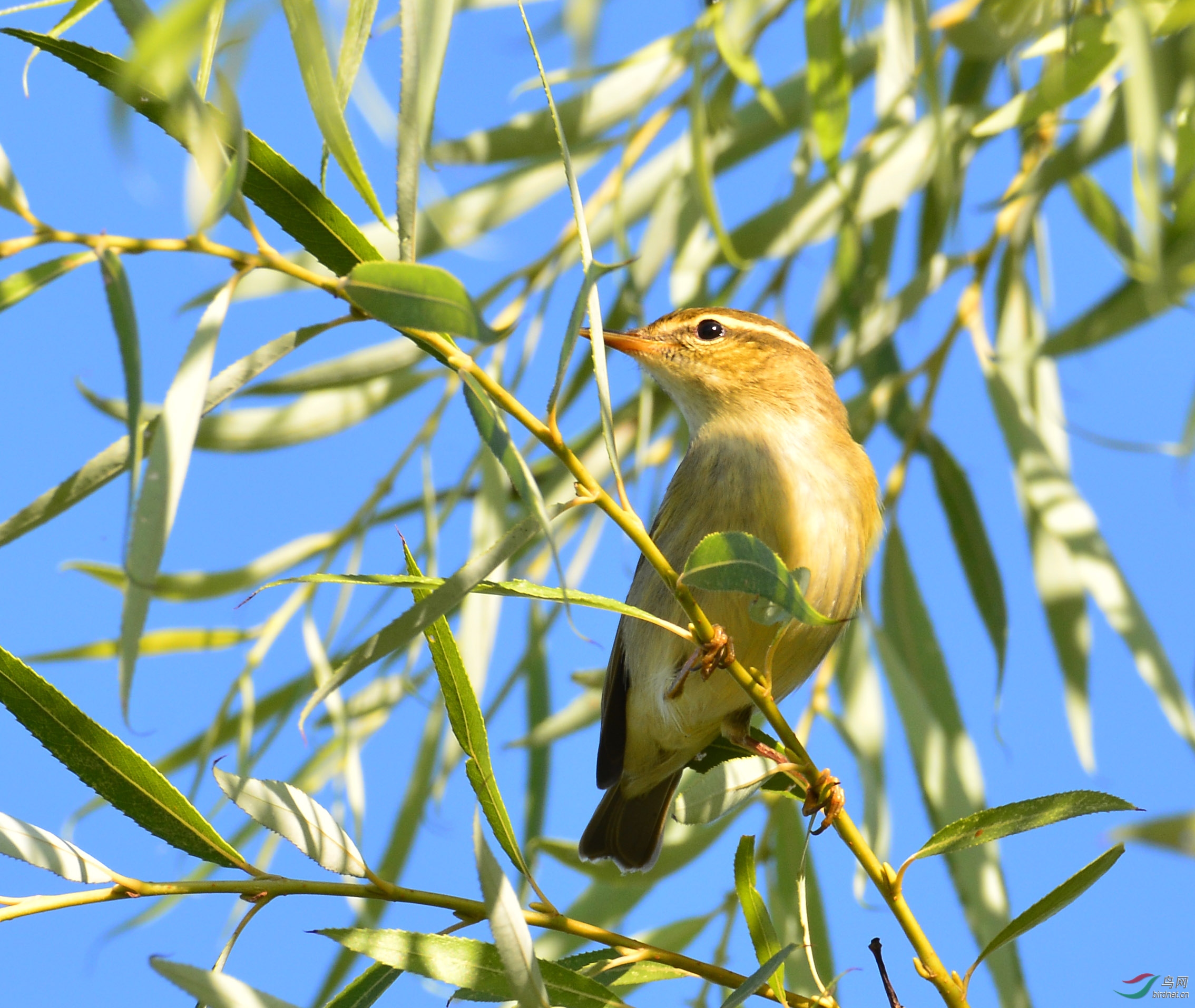 看枝头雀闹,鸣声悦耳;庭前柳翠,绿色迷茫