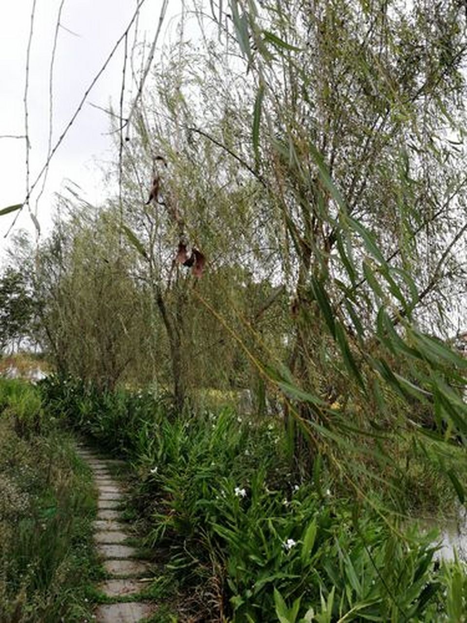 我出上联,友对下联[微风][微风][微风] 出句:风吹瘦柳秋声起 格律::平