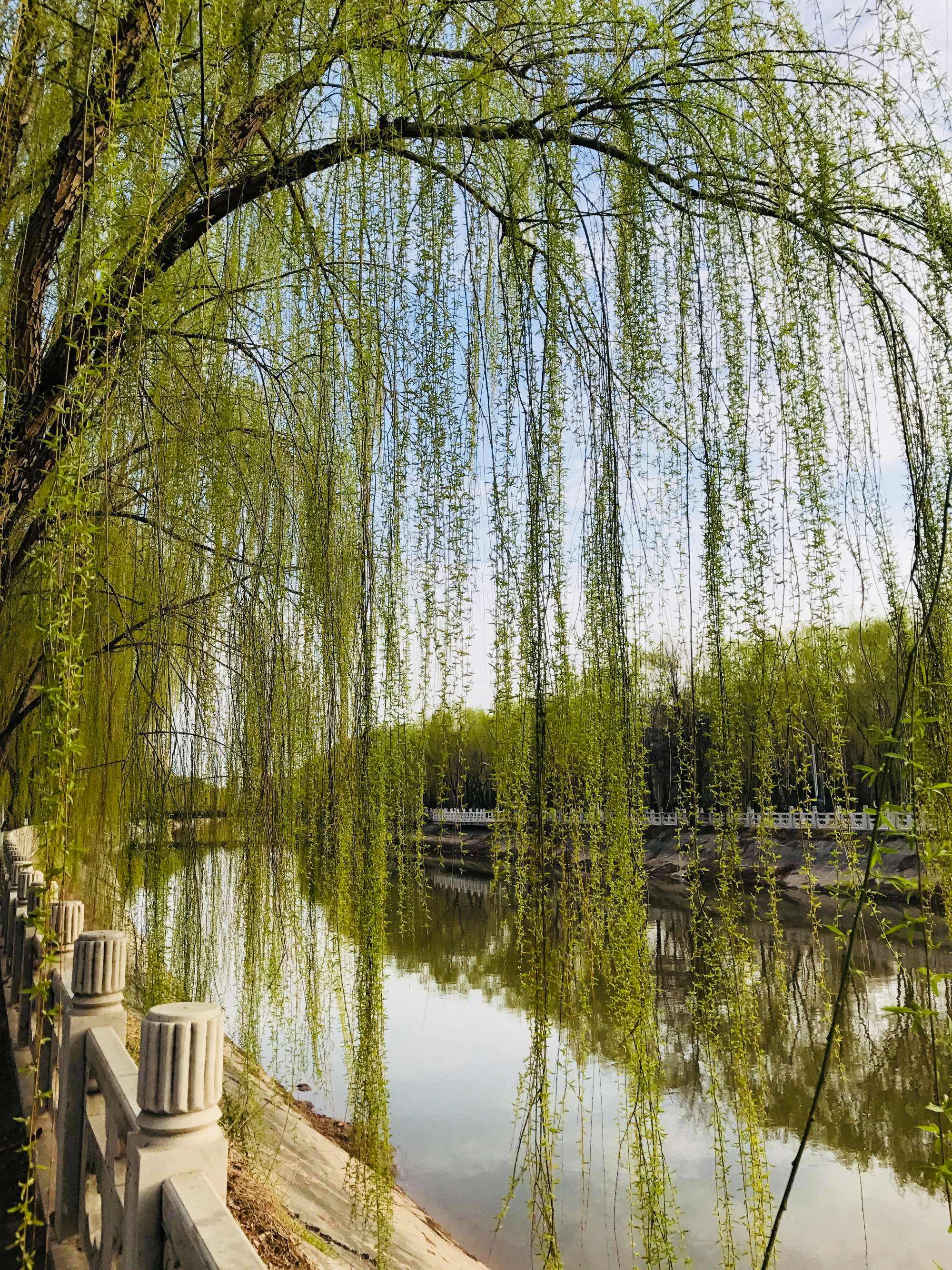 堤柳 杨柳垂阴深复浅,春风吹绿满长堤