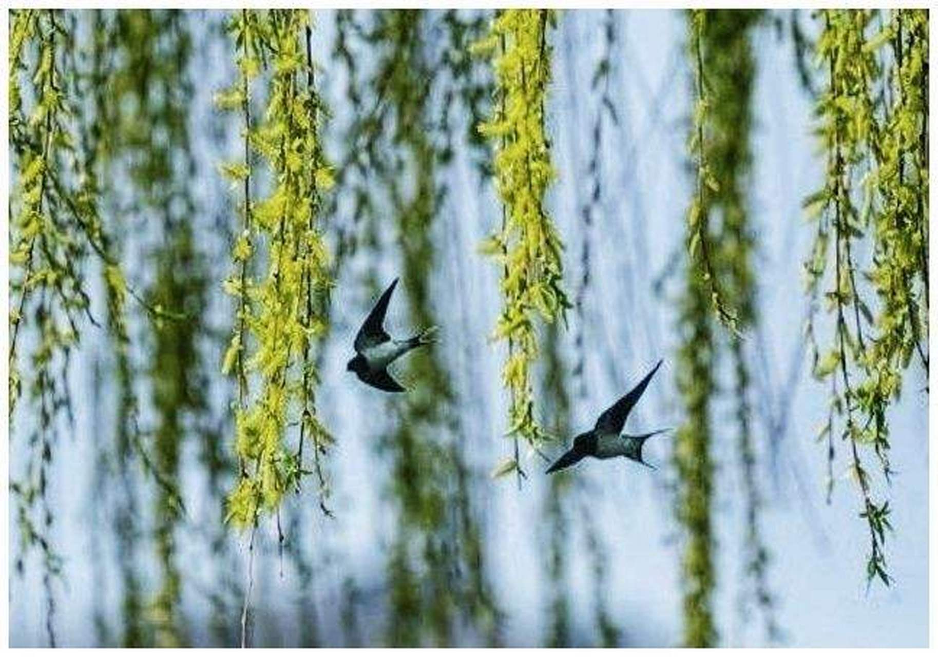 我出上联,你对下联[鲜花][鲜花][鲜花] 出句:燕剪三春柳 格律:仄仄平