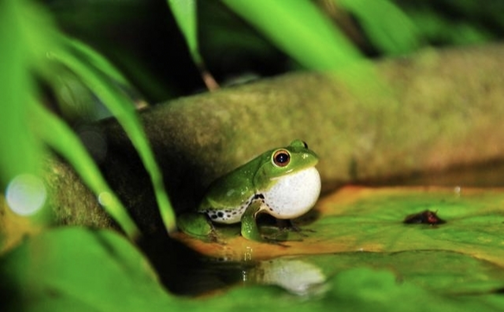 我出上联,你对下联[鲜花][鲜花][鲜花] 出句:蛙鼓催开初夏梦 格律:中