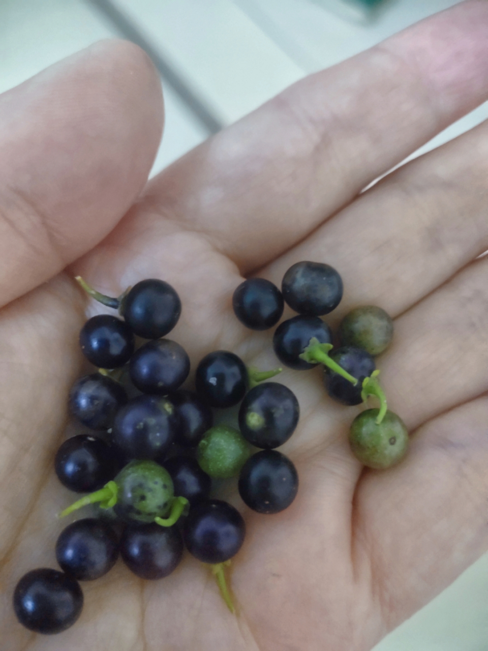 饭后散步,路边发现了这样一颗植物,结的果子像小蓝莓,谁知道这是啥,能