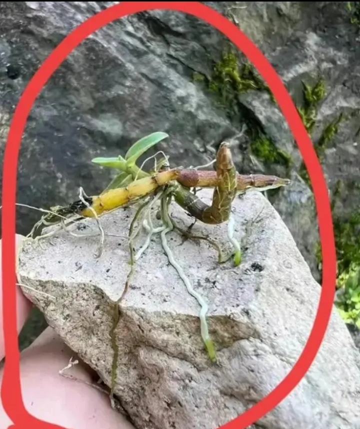 这根蕨类植物的根茎真是太有趣了,根都没连着地它是怎样获得营养和