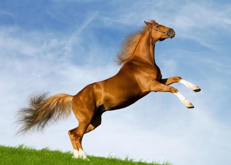 奔腾的骏马,是跃动在天地间的精灵,在辽阔无垠的大自然舞台上飞驰